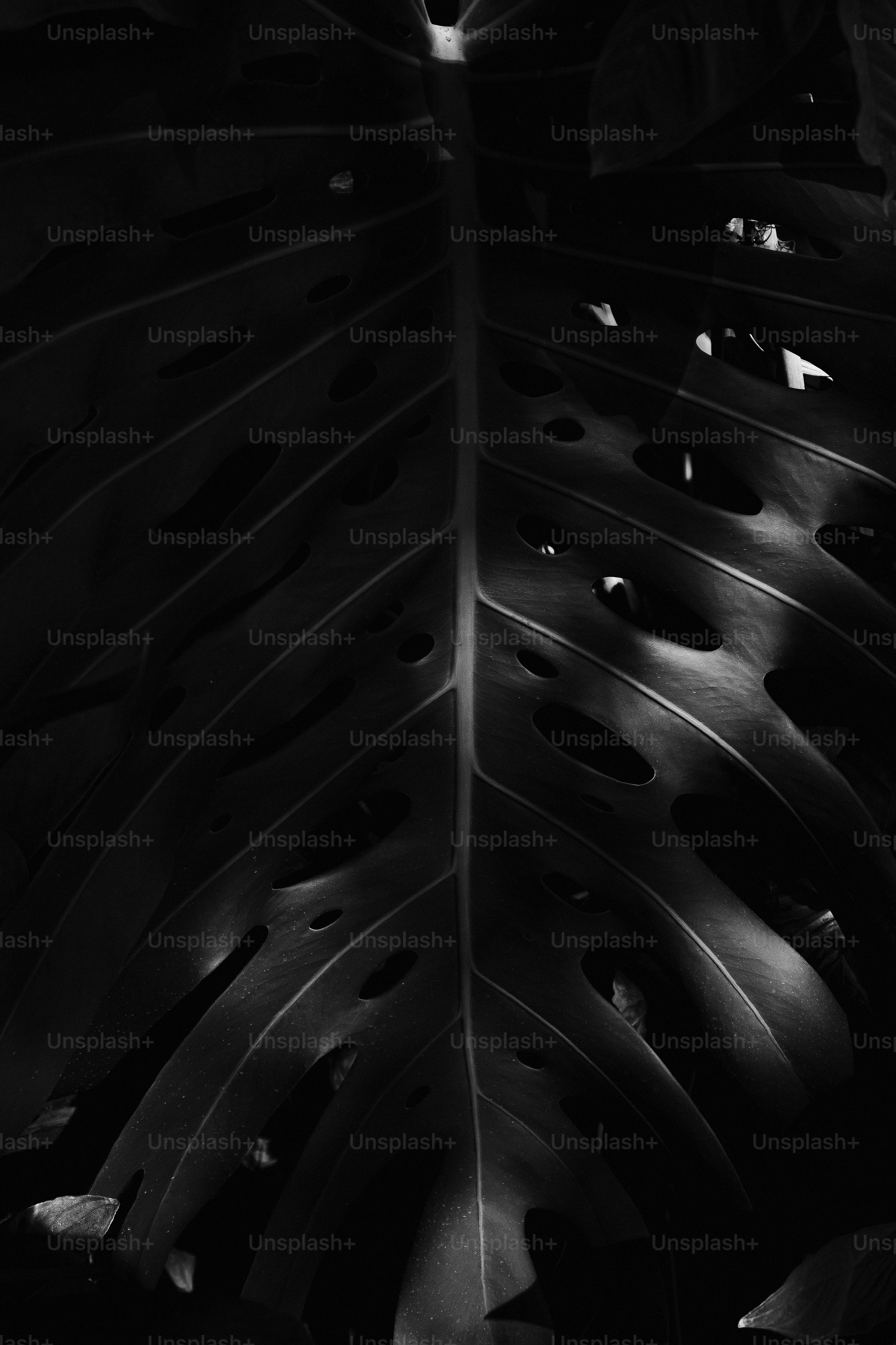 Close-up of a dark, perforated monstera leaf. photo  Dark Image on Unsplash