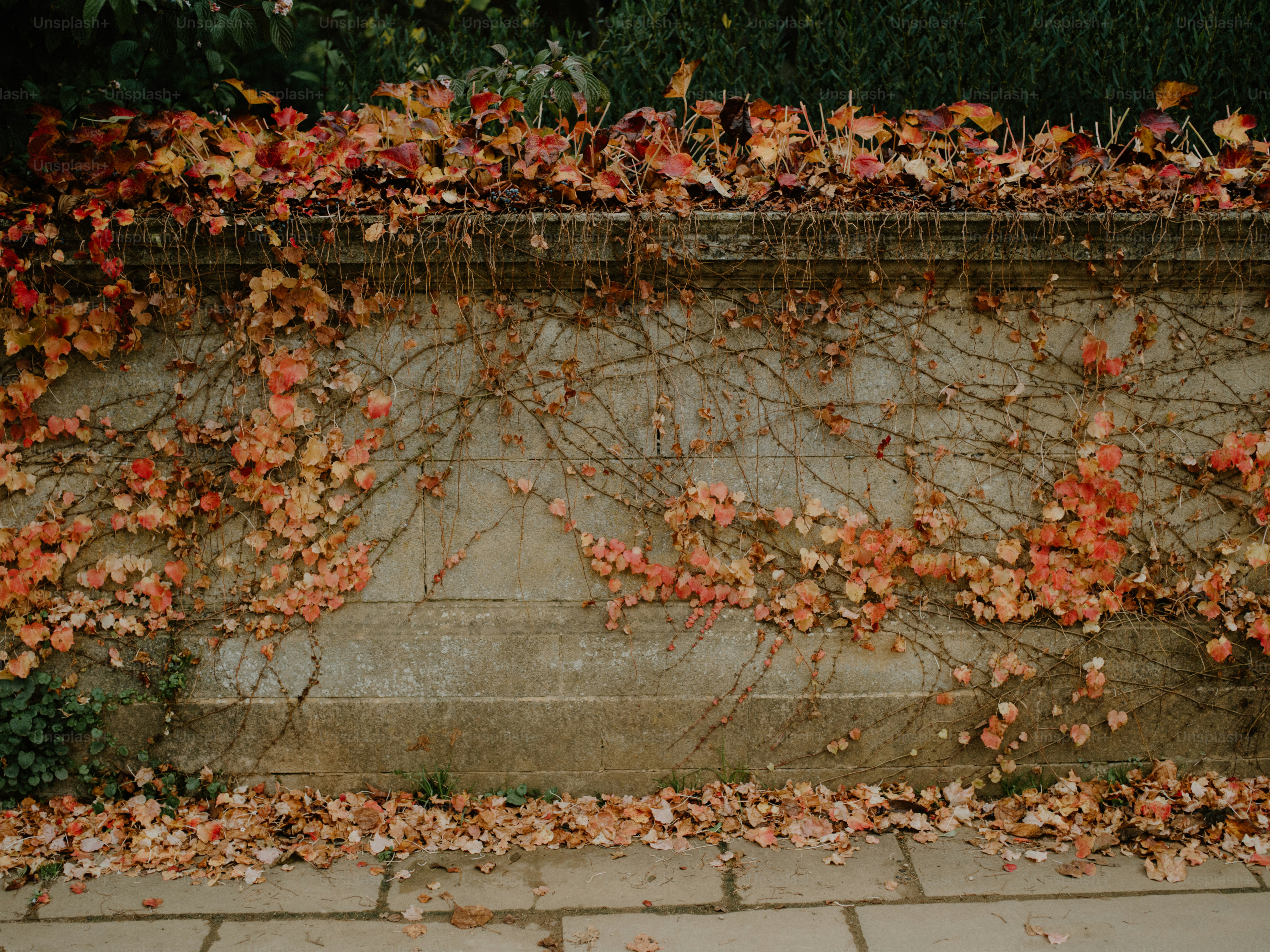 A hera de outono cobre uma parede de pedra com folhas caídas.