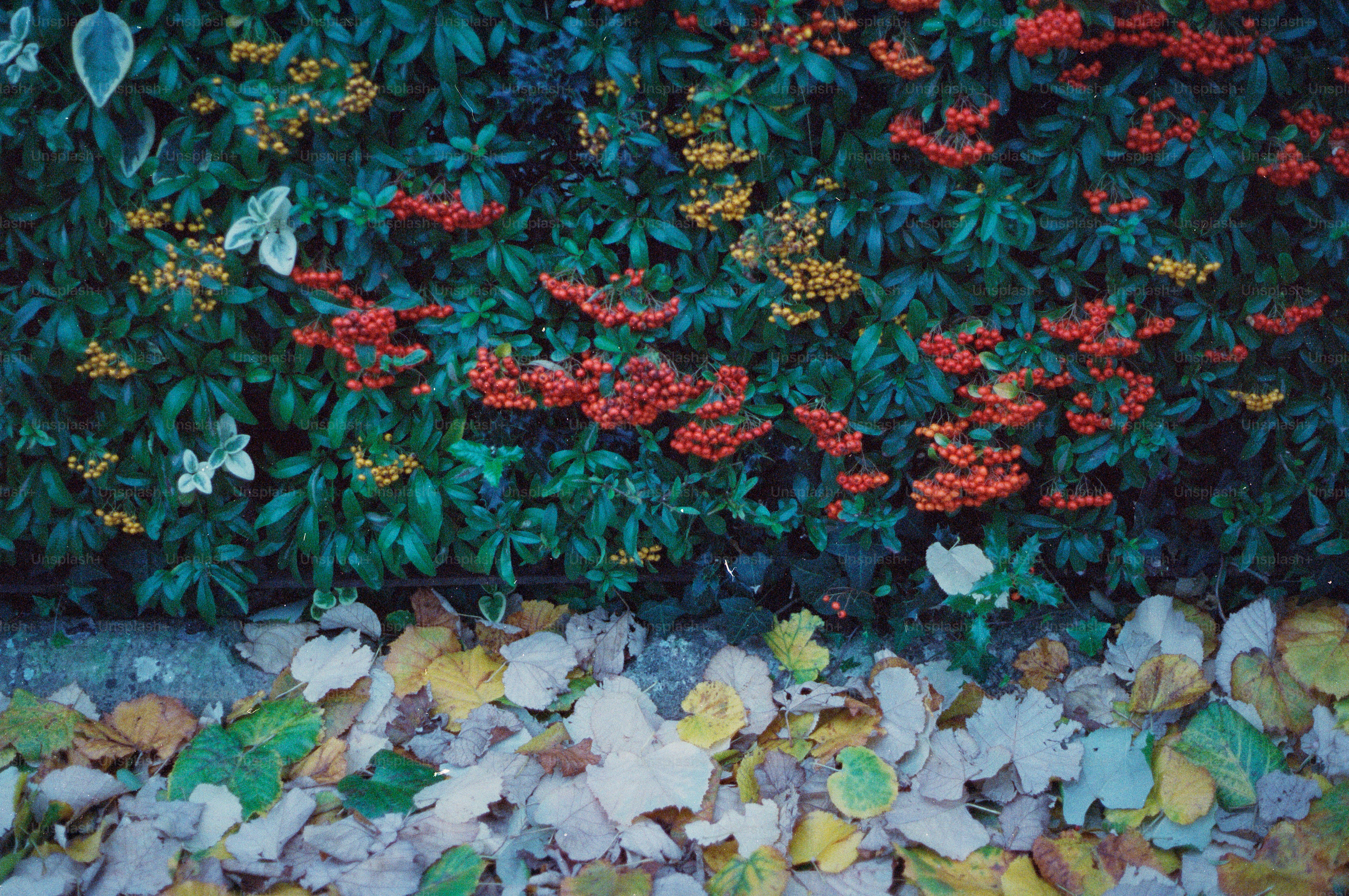 Green bushes with red and yellow berries and fallen leaves.