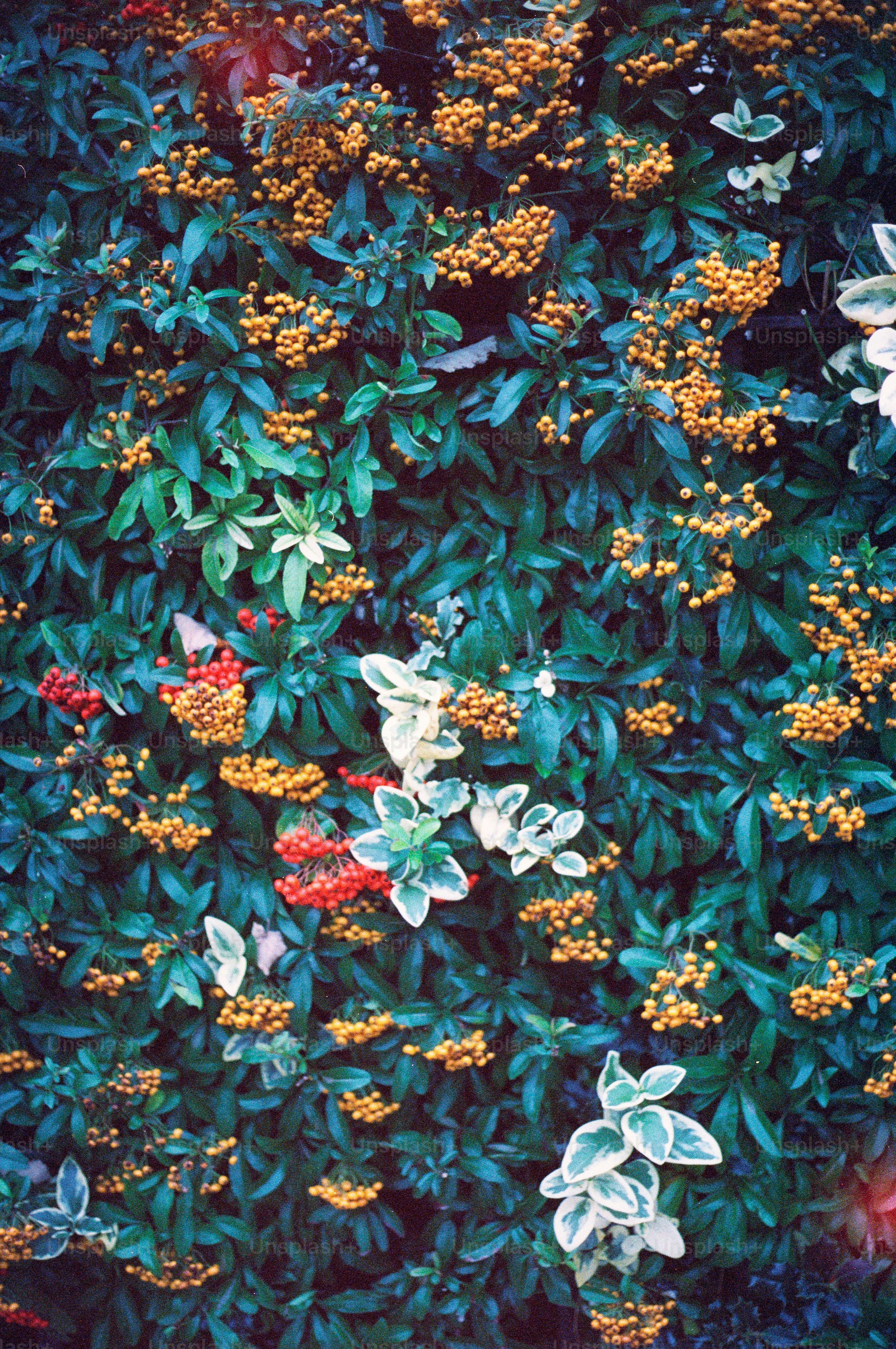 Green bush with small orange and red berries