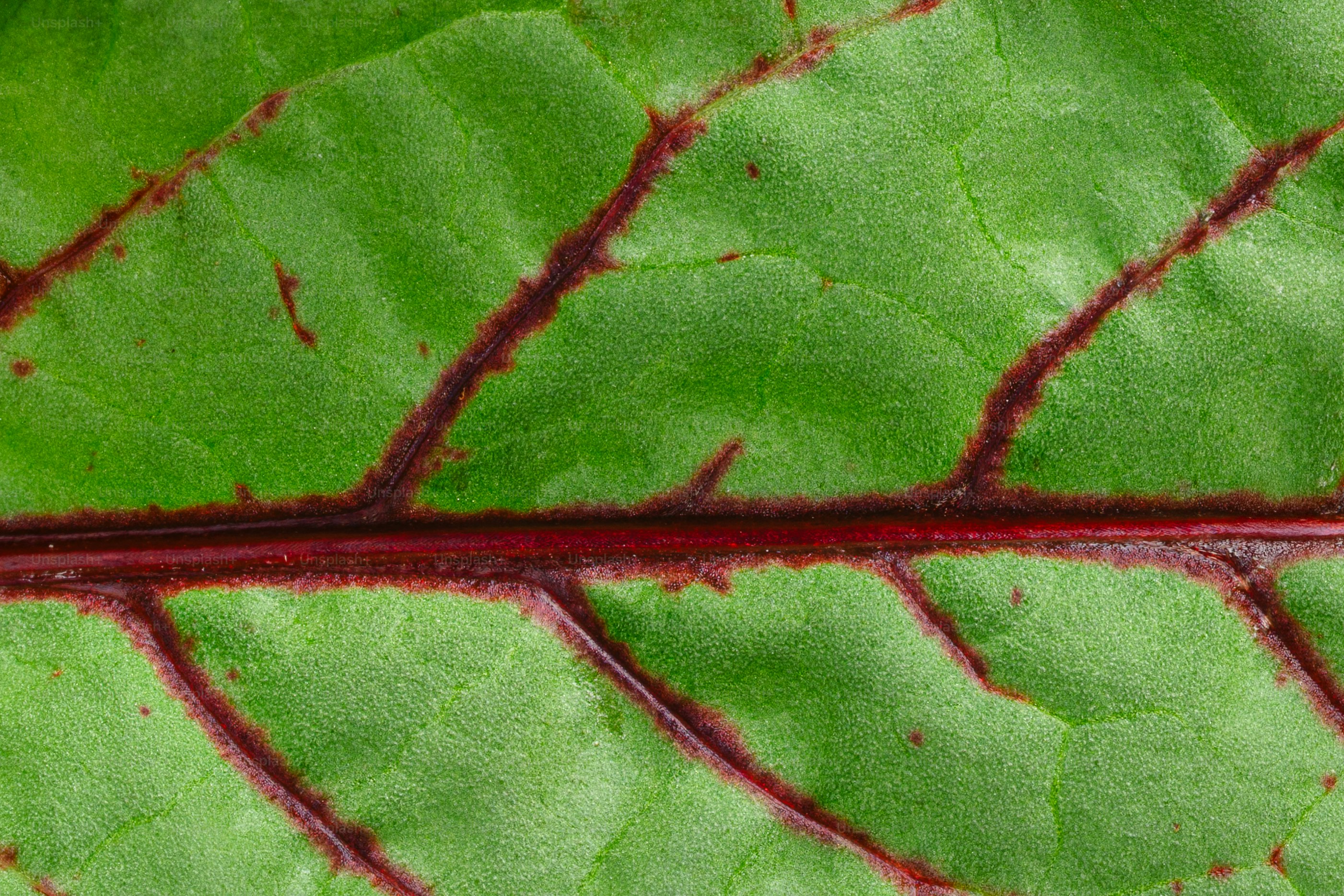 Primer plano de una hoja verde con venas rojas