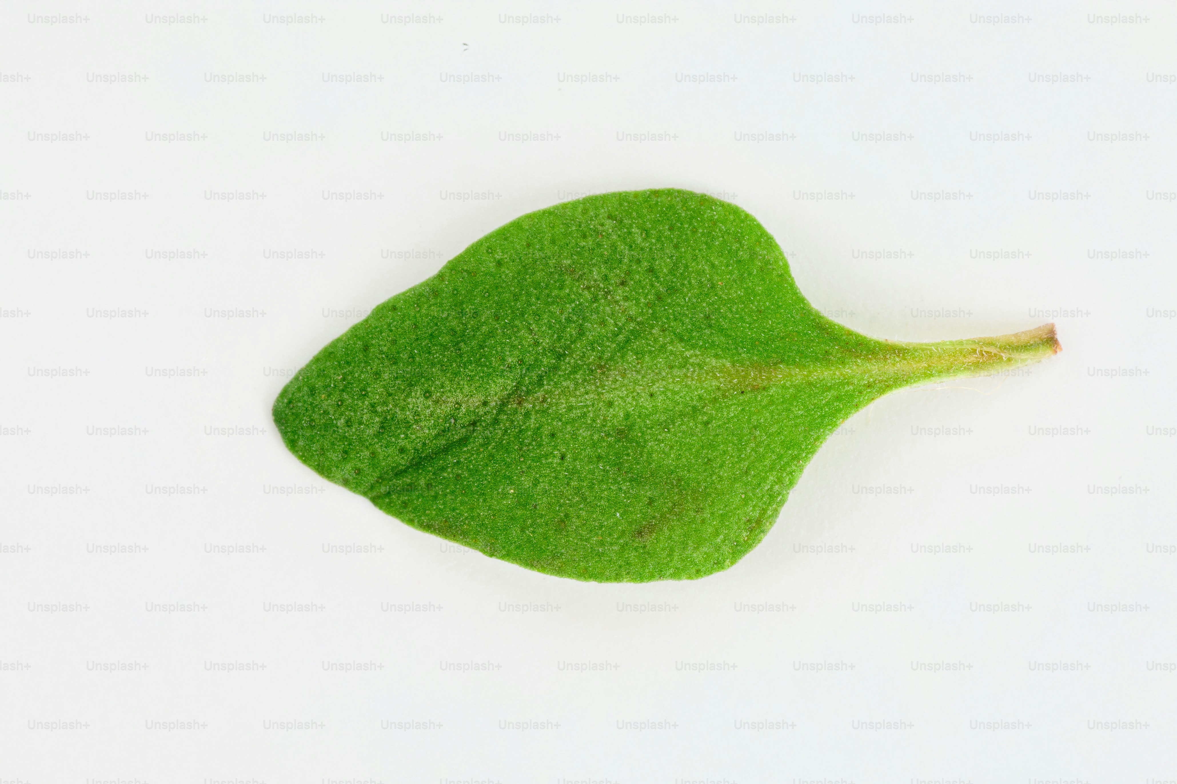 A single green leaf on a white background