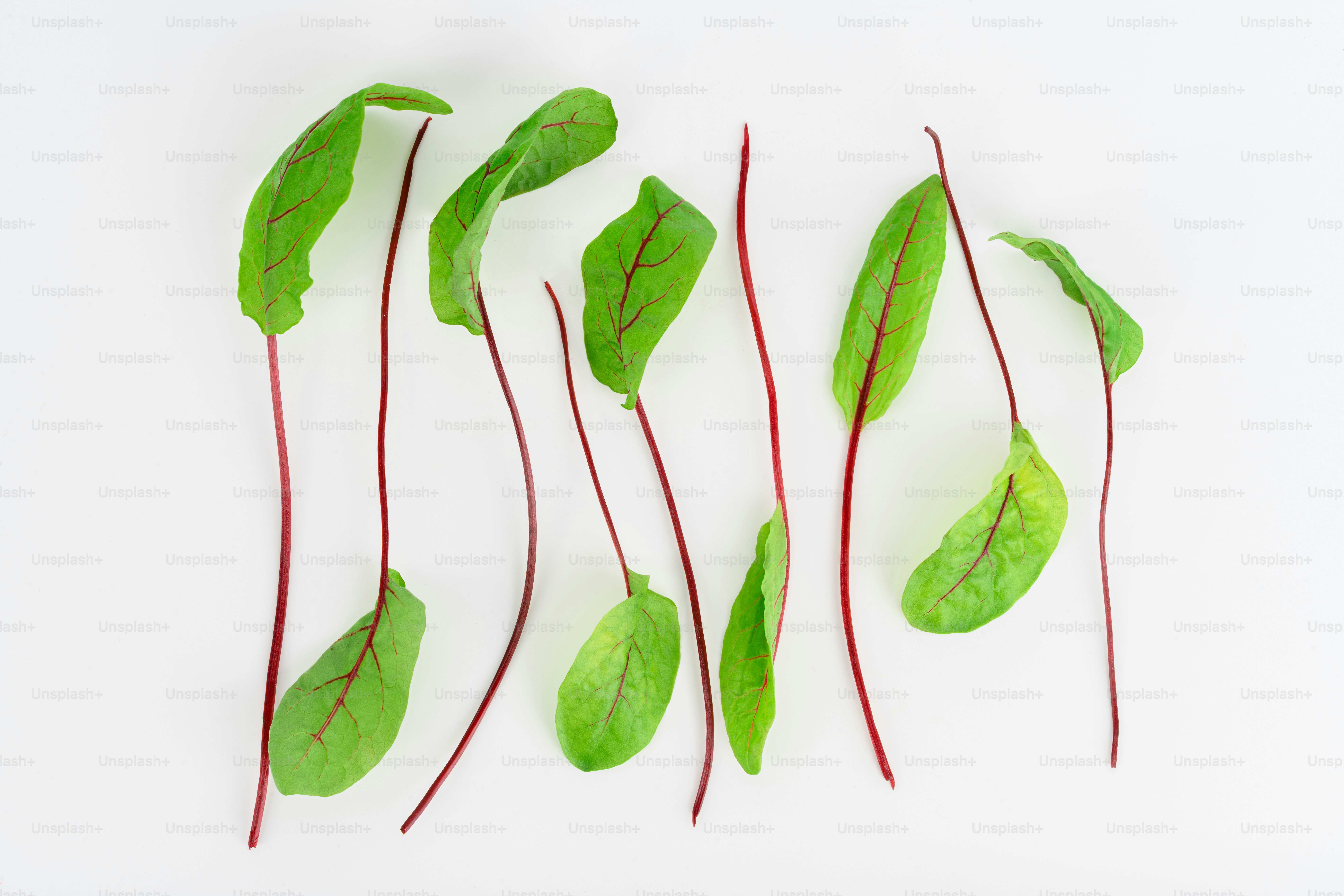 Varios pequeños brotes verdes con tallos rojos sobre blanco