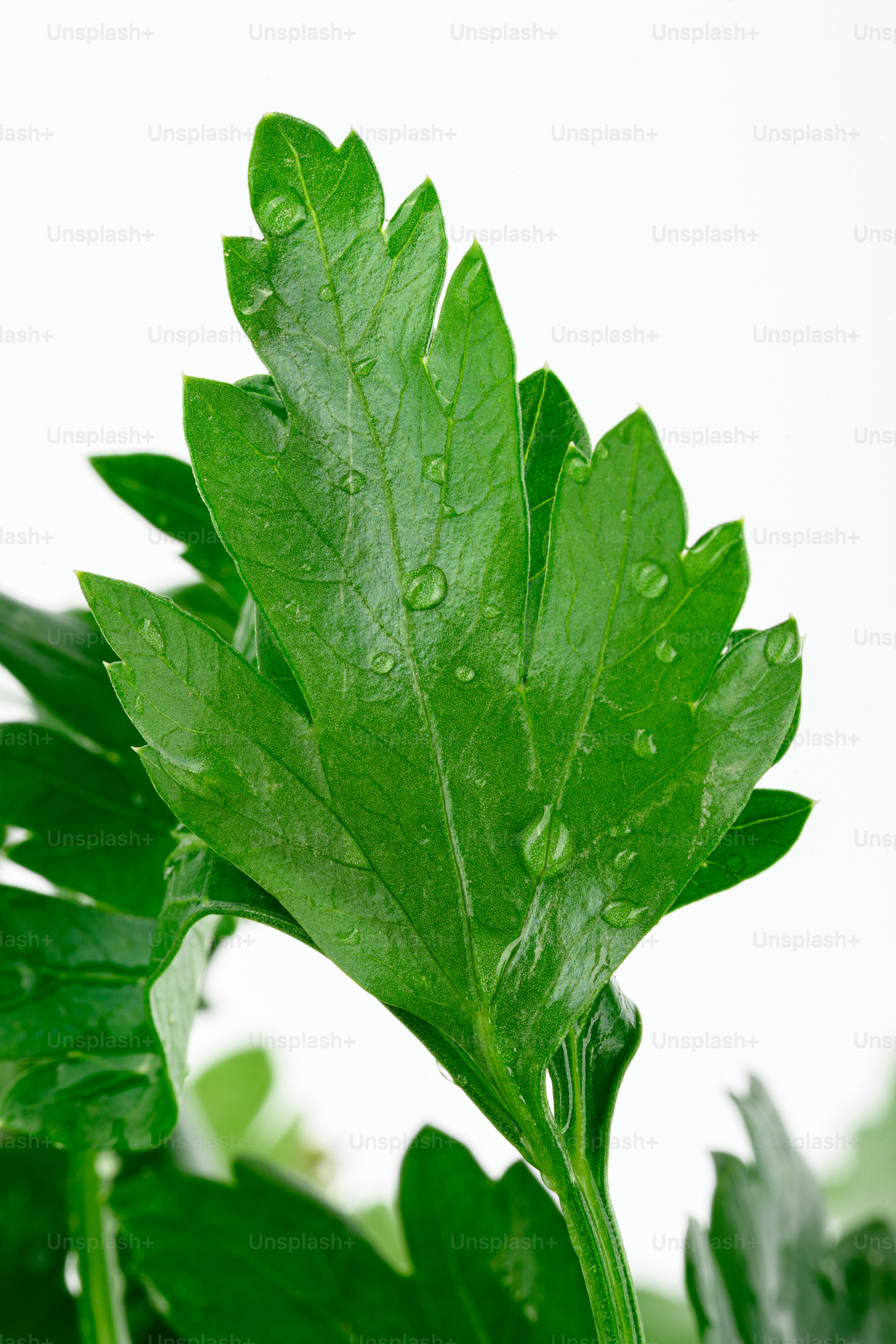 Green parsley leaves with water droplets