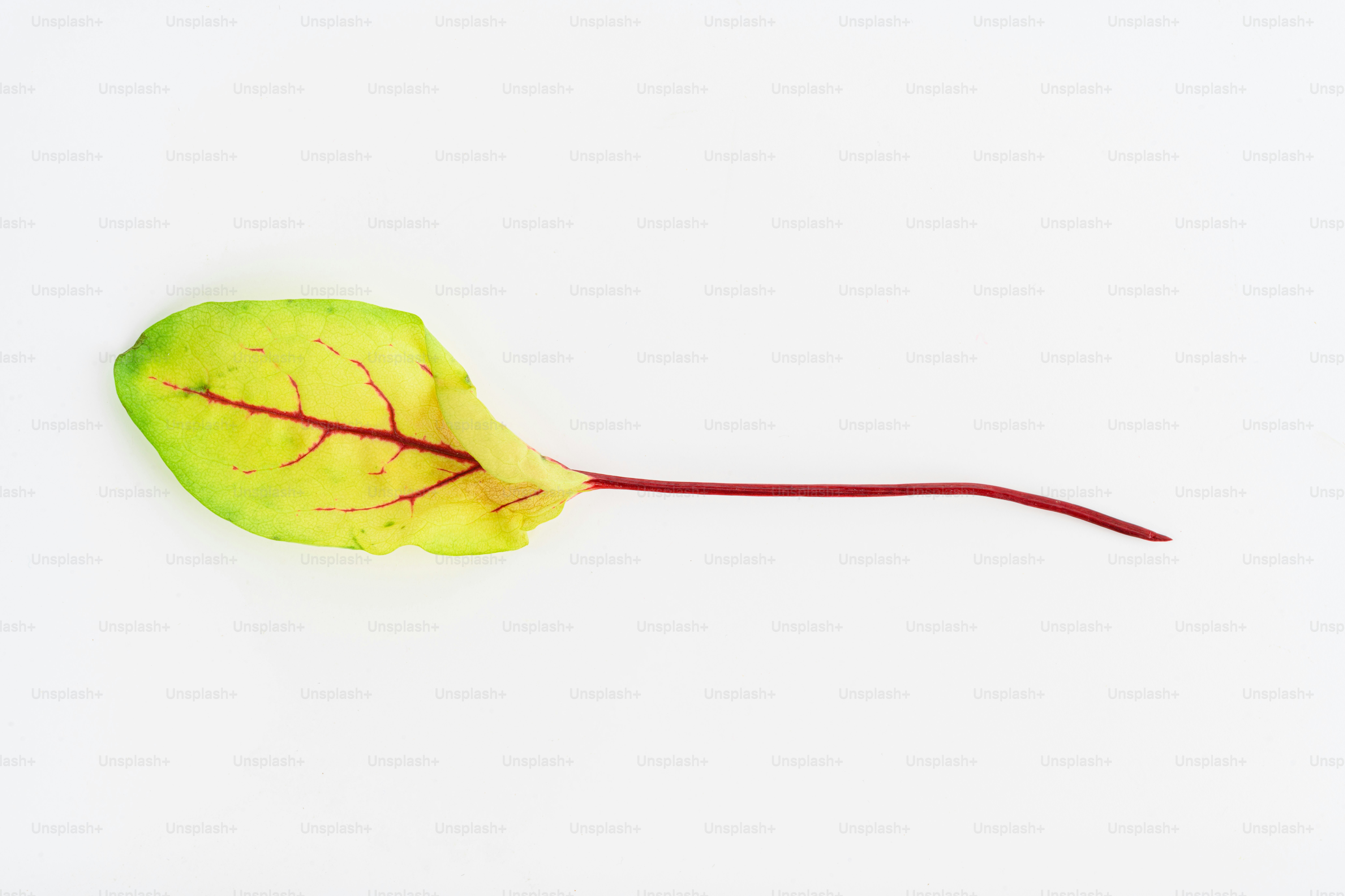 A single beet leaf with a long red stem.