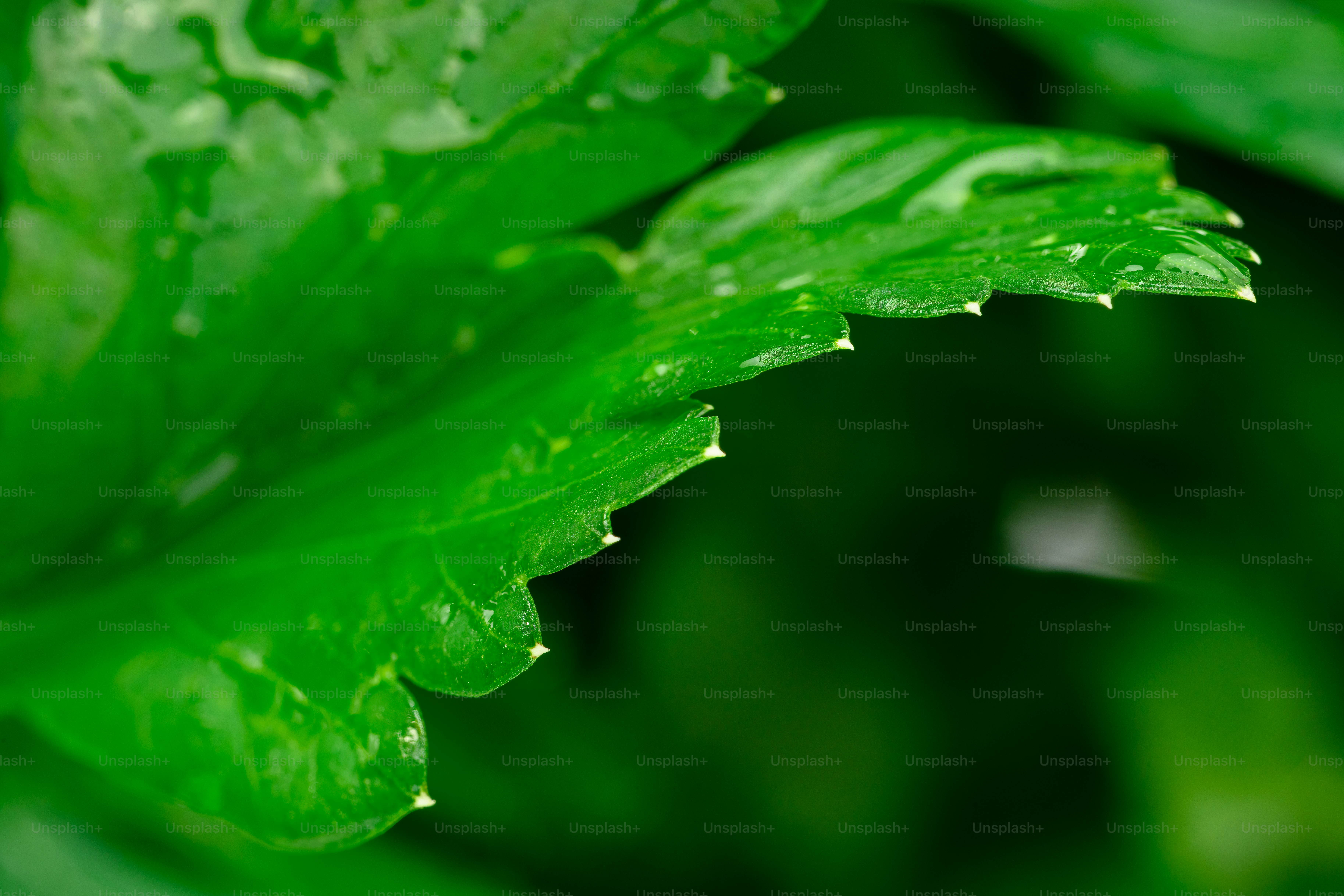 Close-up of vibrant green parsley leaves with water droplets.