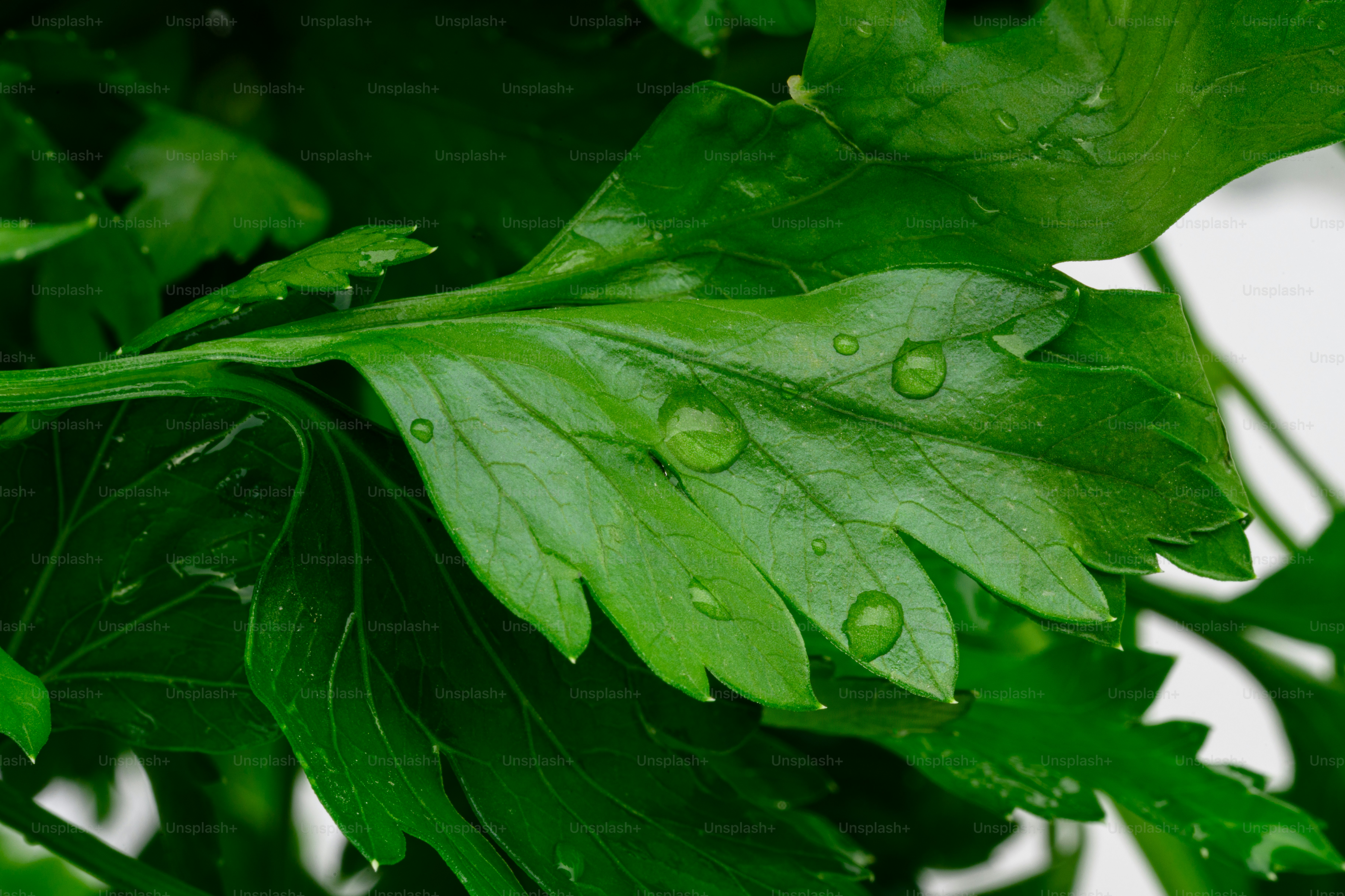 Close-up of fresh green parsley leaves with water droplets.