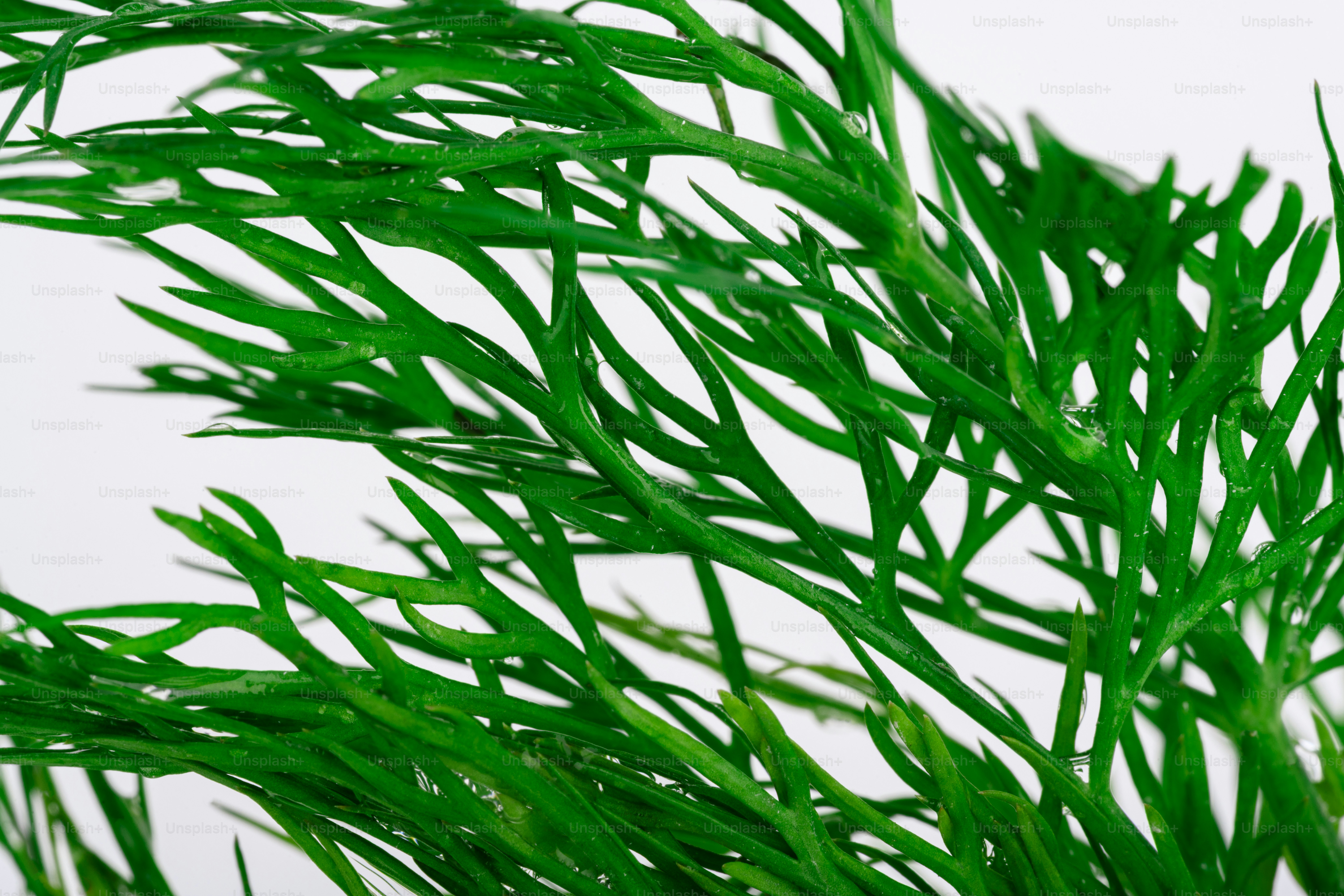 Close-up of fresh green dill herb leaves