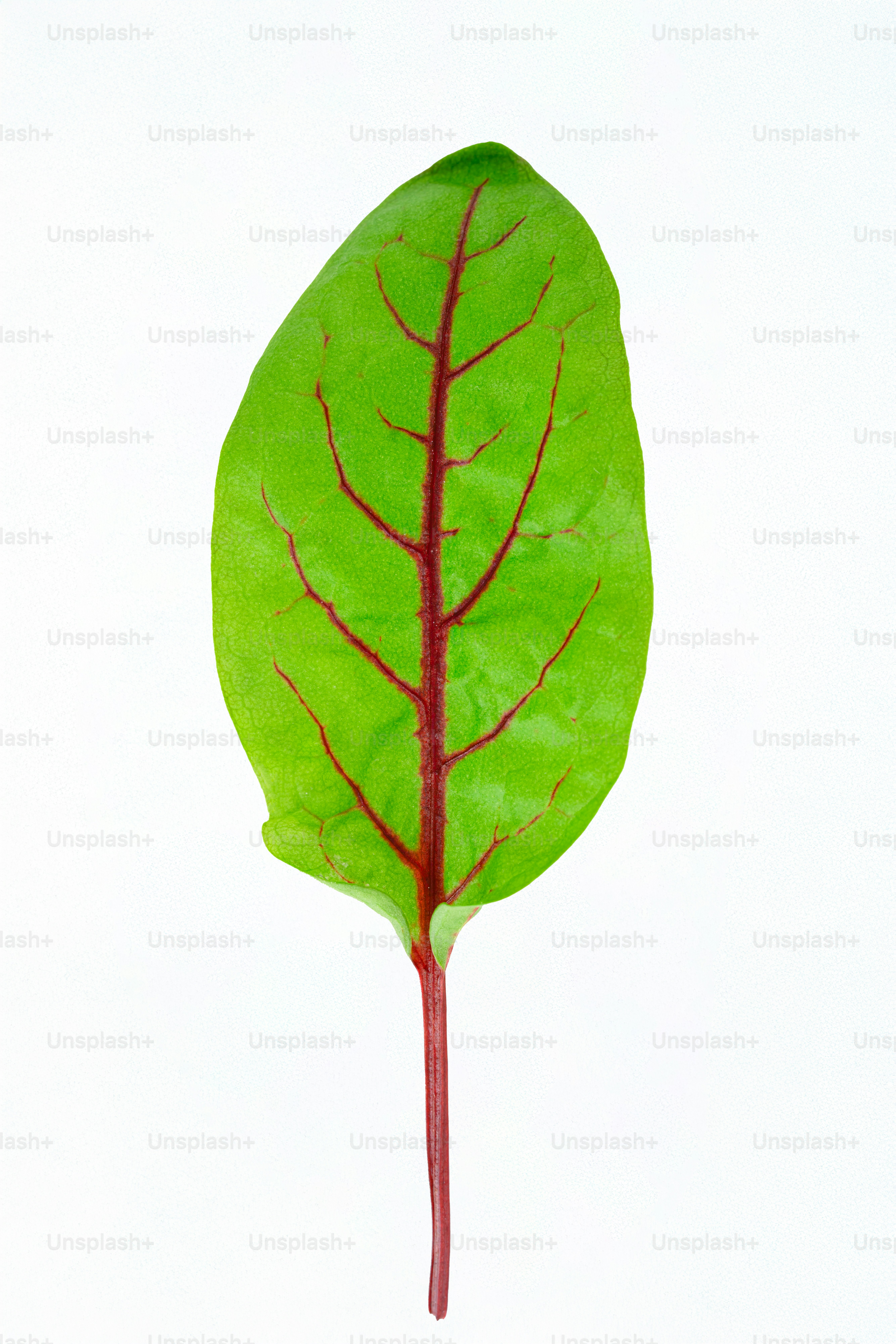 Una sola hoja verde con venas rojas sobre fondo blanco