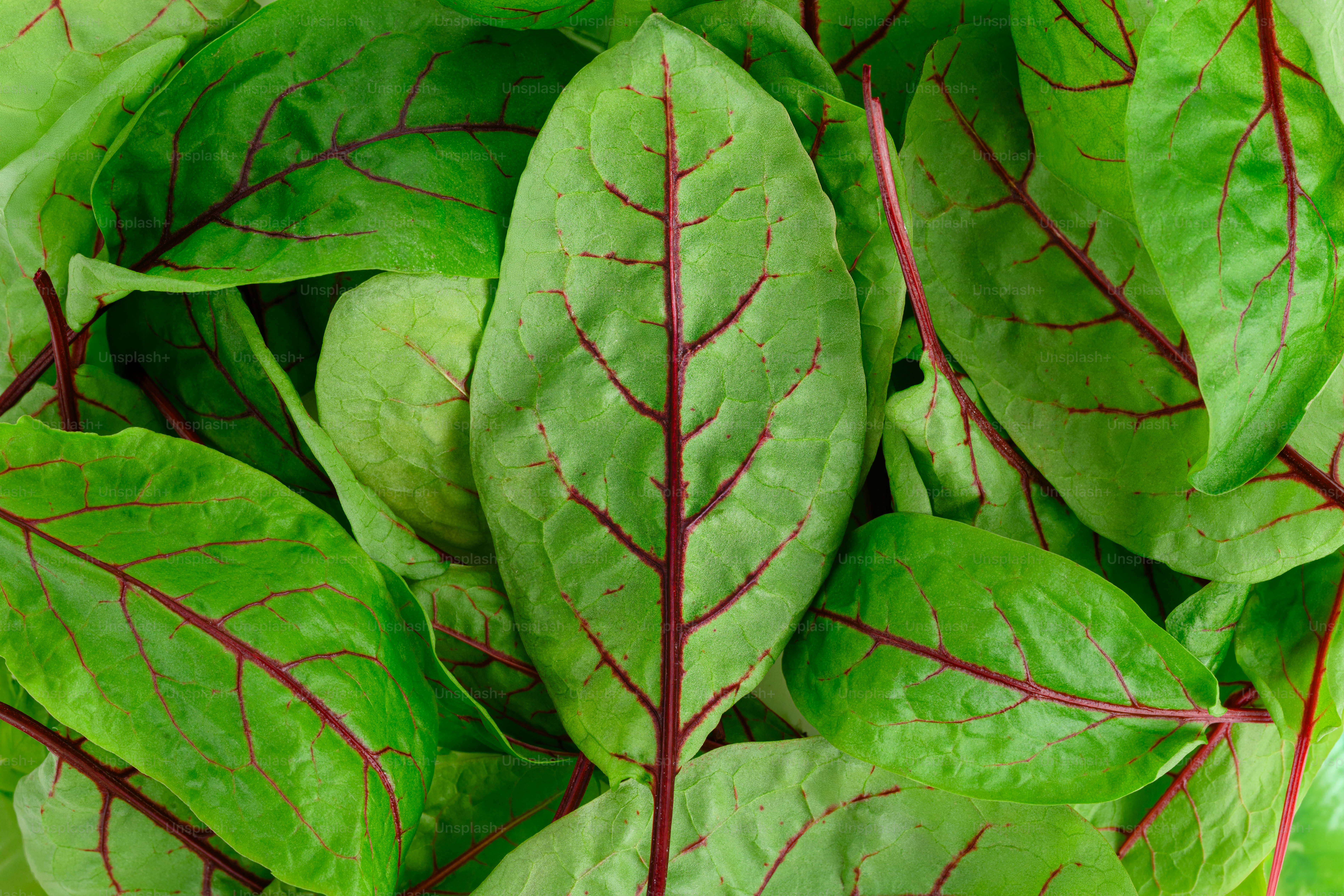 Hojas frescas de acedera de veinas rojas de cerca