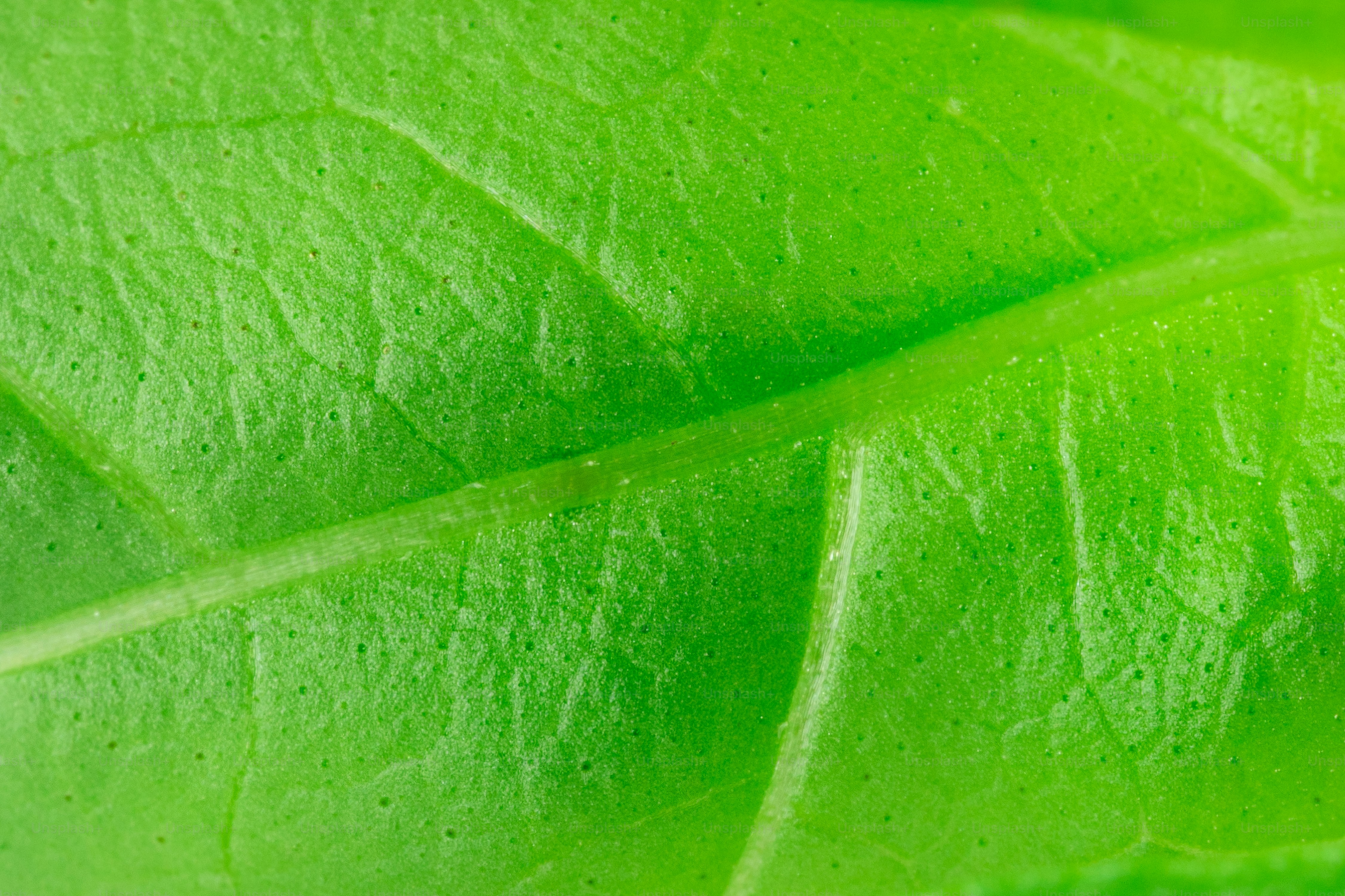 Close-up of a vibrant green leaf texture.
