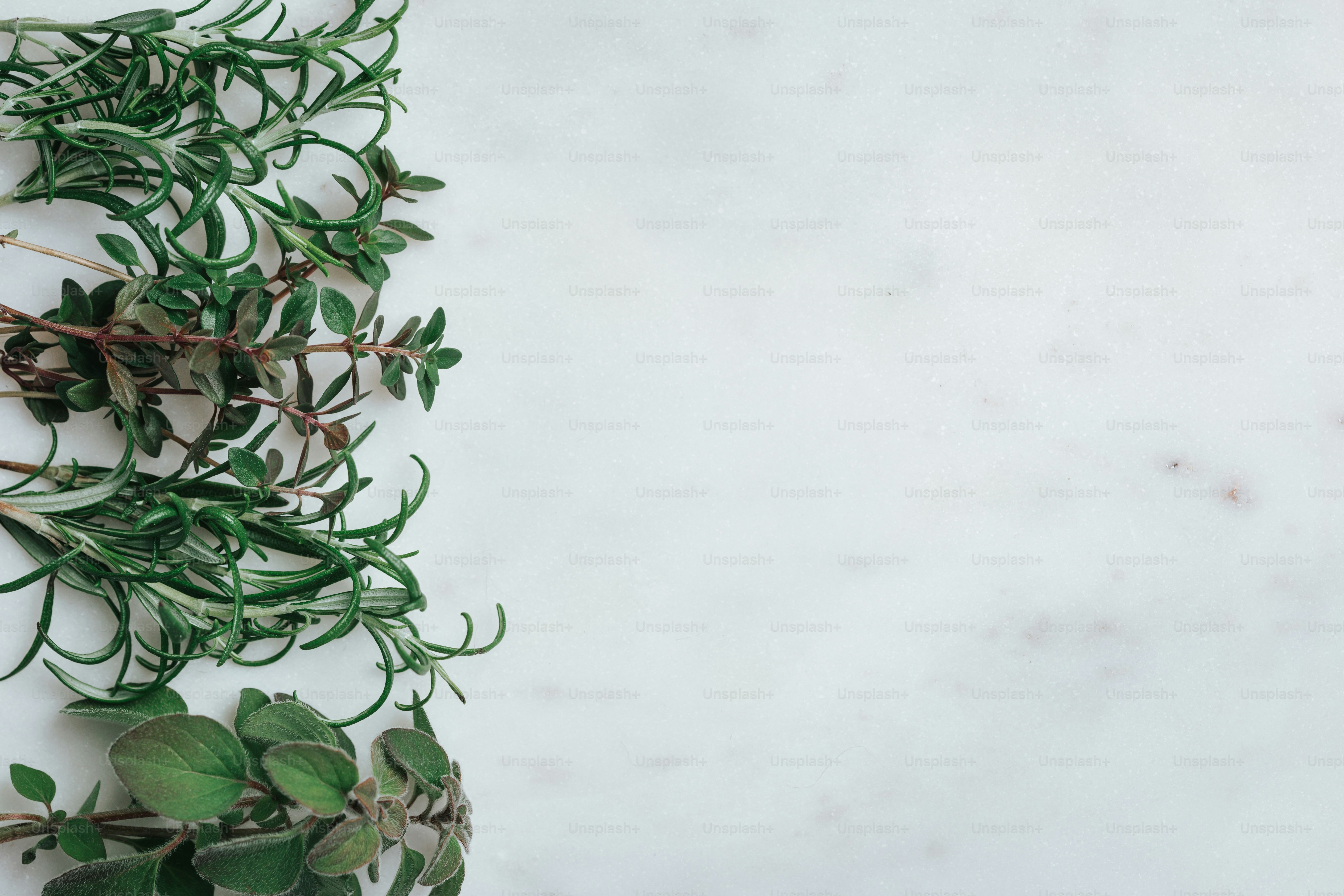 Fresh herbs arranged on a white marble surface