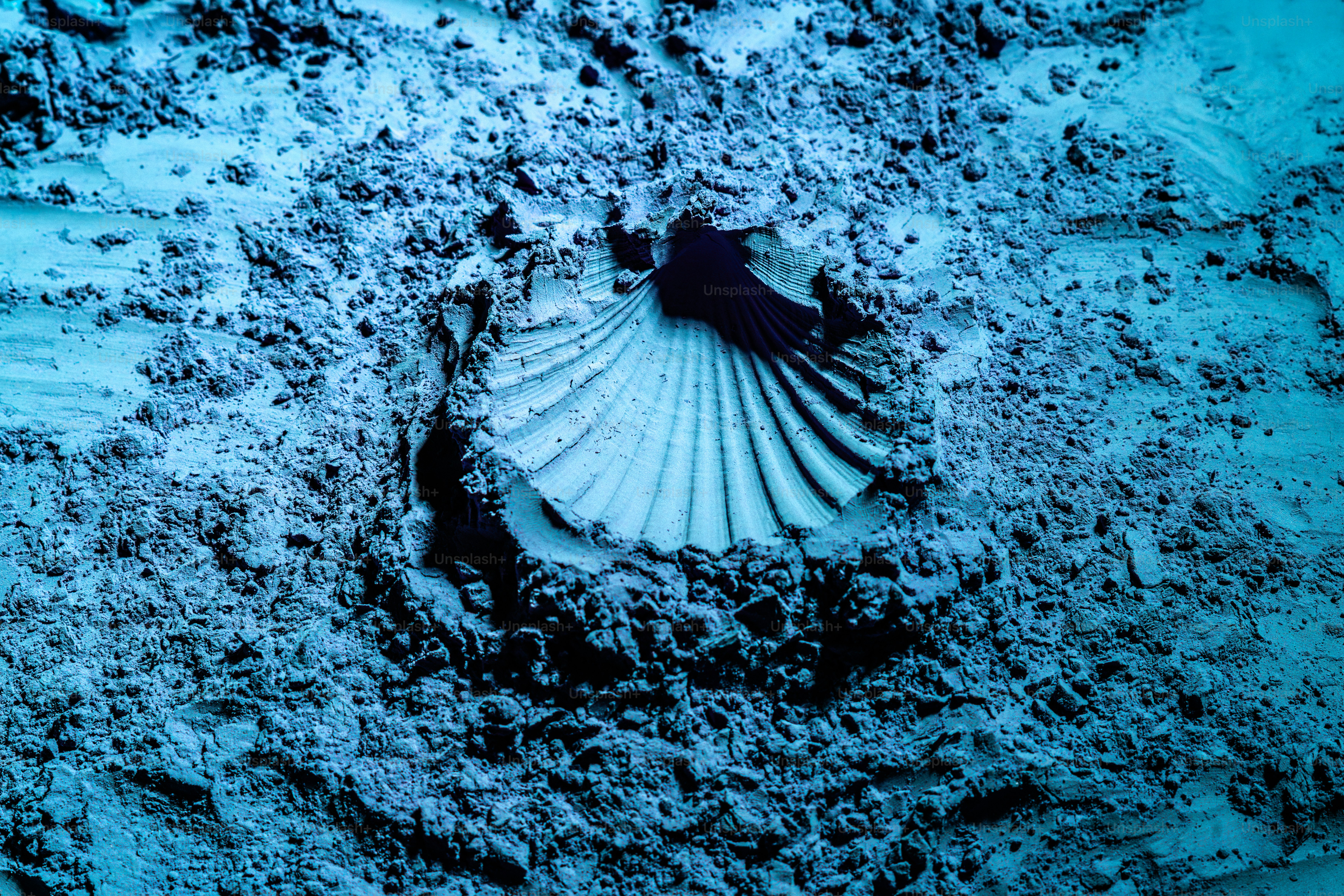 Fossilized seashell embedded in sandy sediment photo – Powder Image on ...