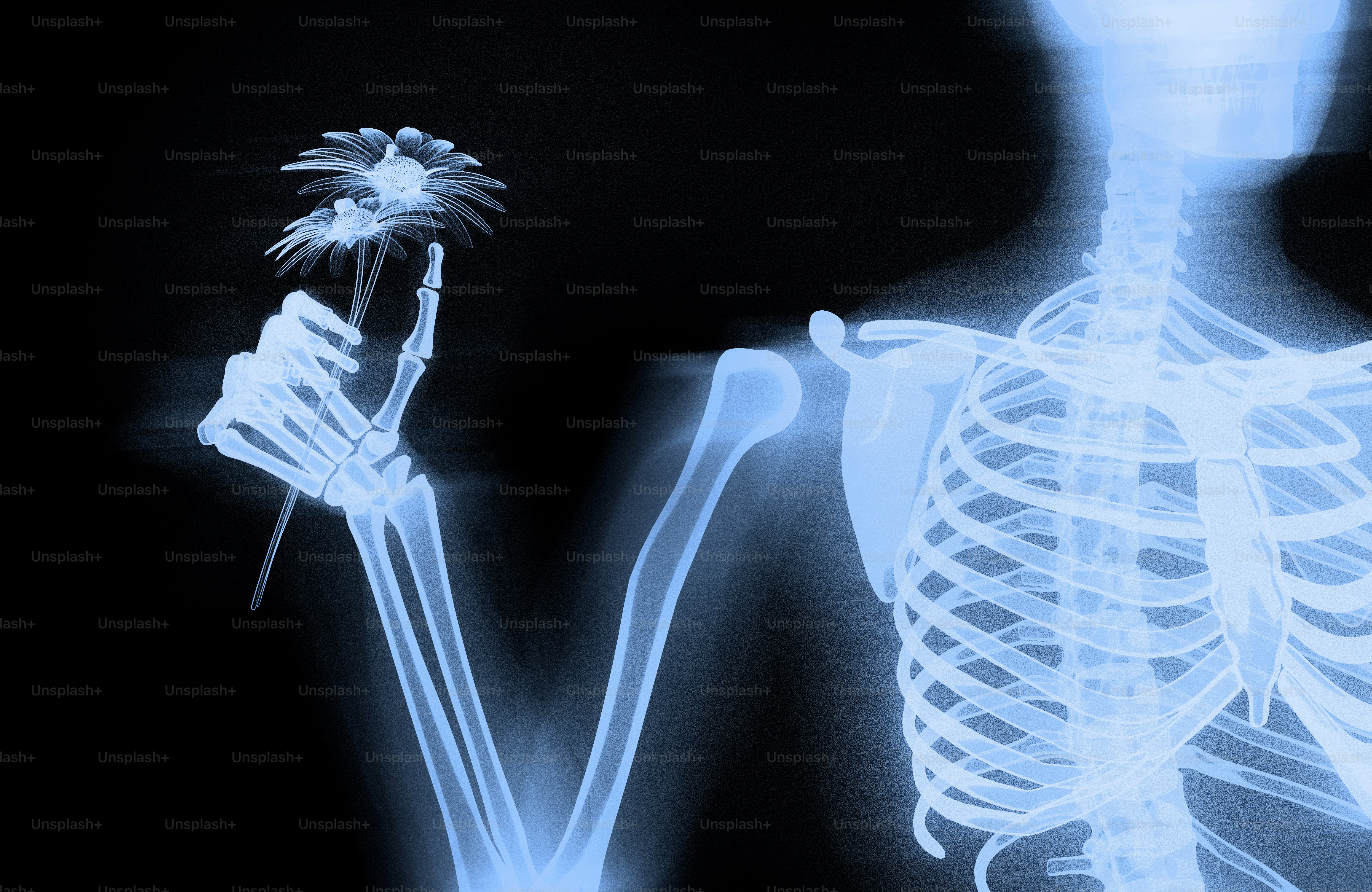 X-ray of a skeleton holding a flower