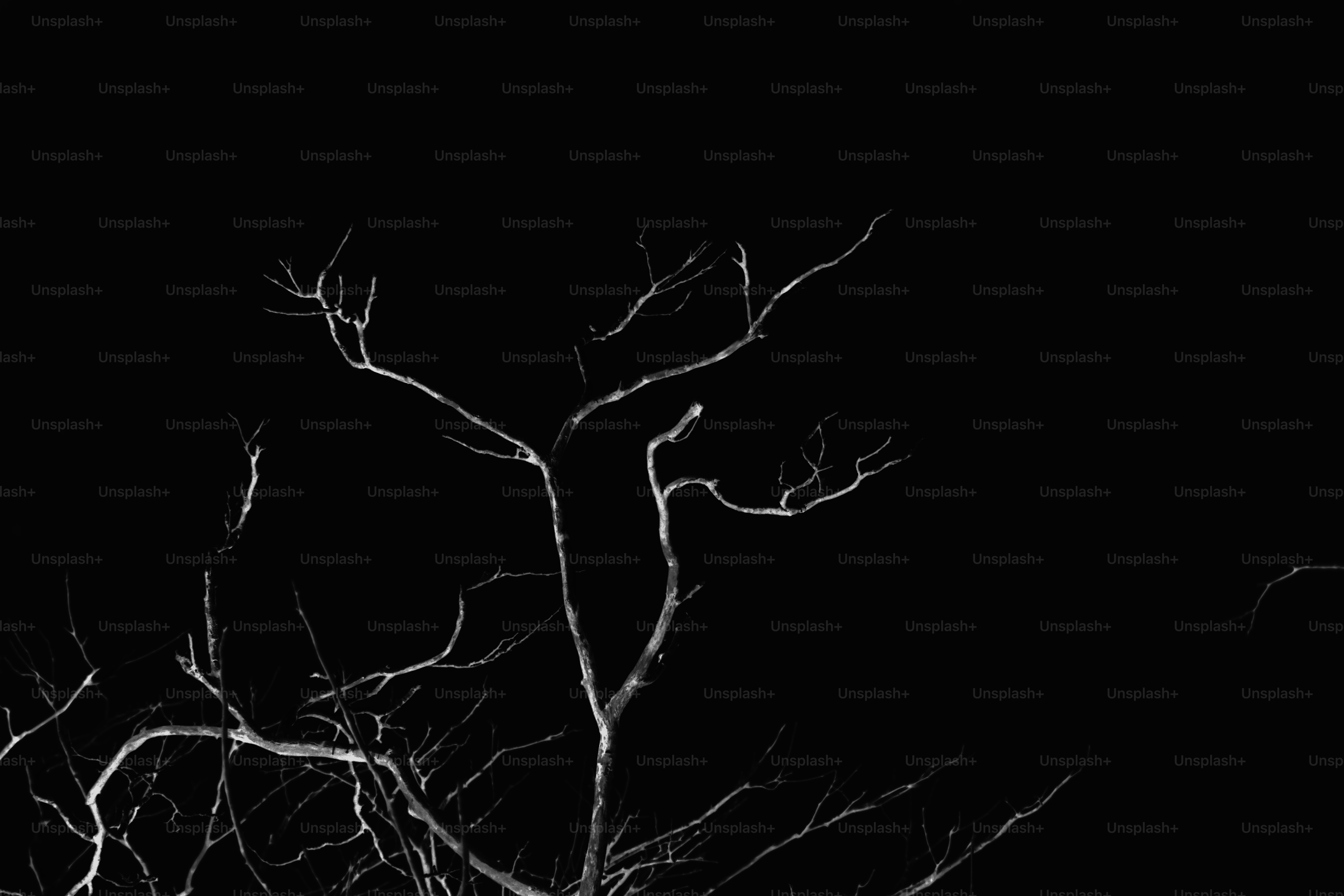 Bare tree branches against a dark sky photo – Wallpaper Image on Unsplash
