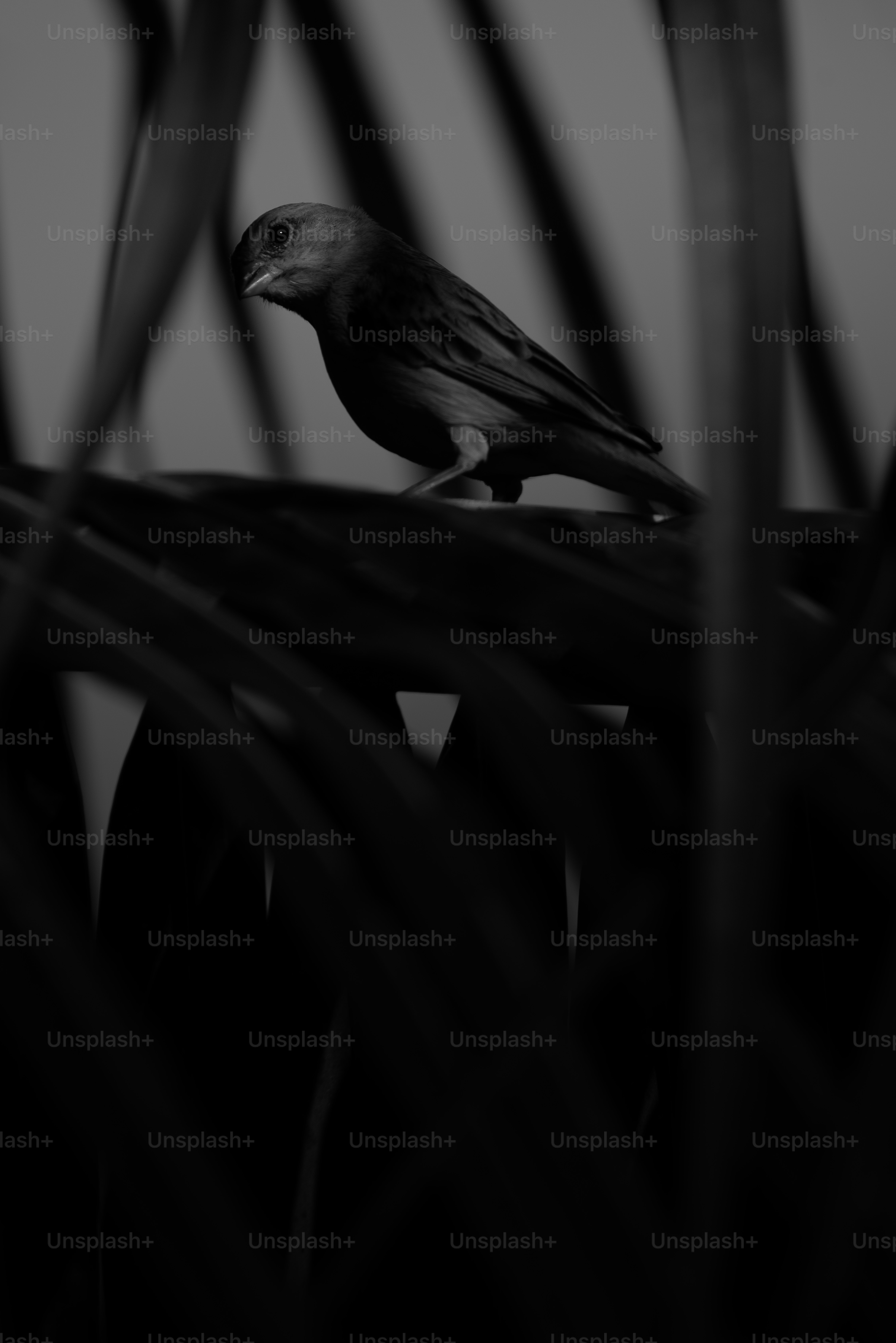 Ein kleiner Vogel saß auf einem Ast zwischen den Blättern.