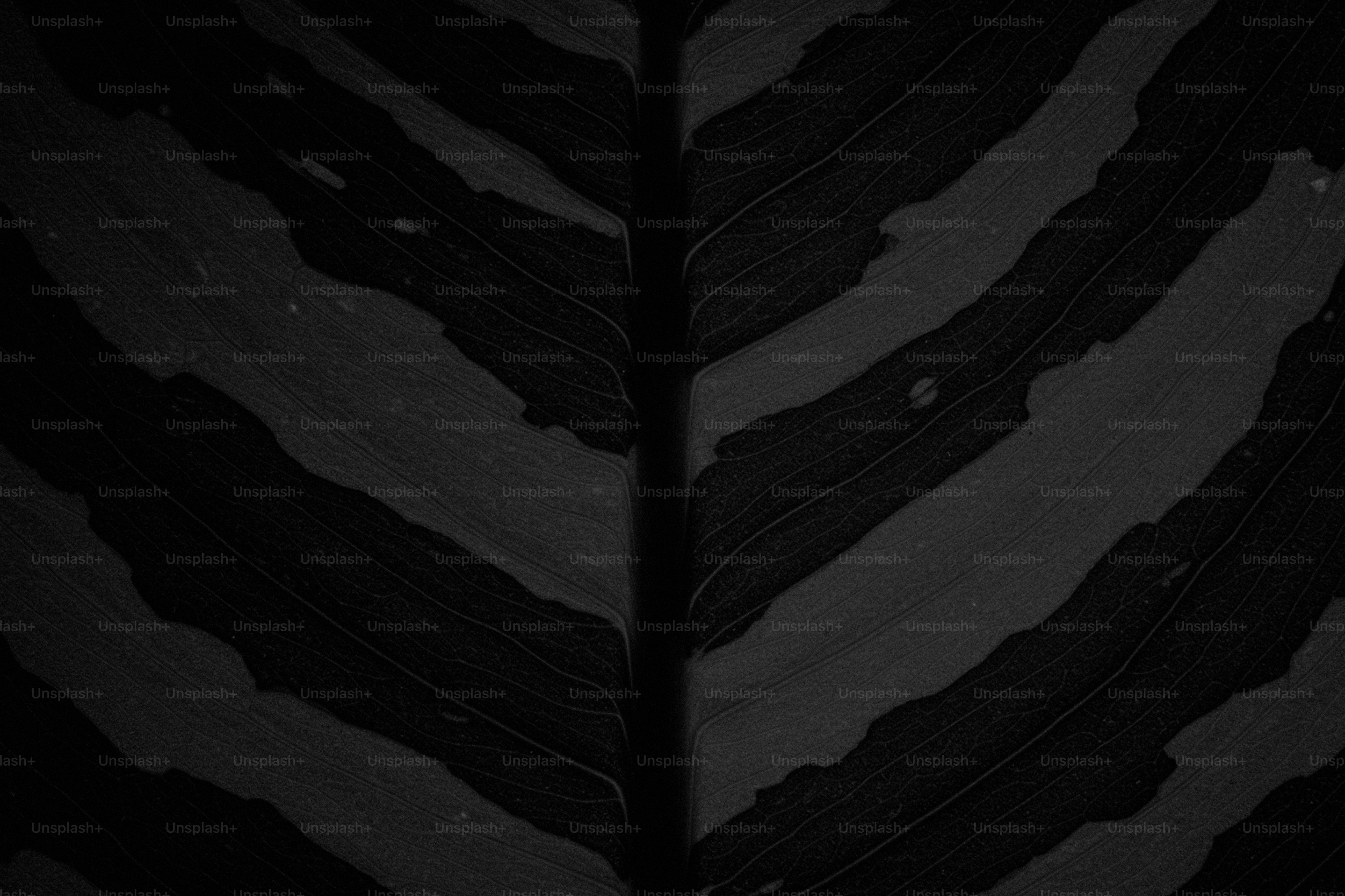 Close-up of a dark leaf with light stripes