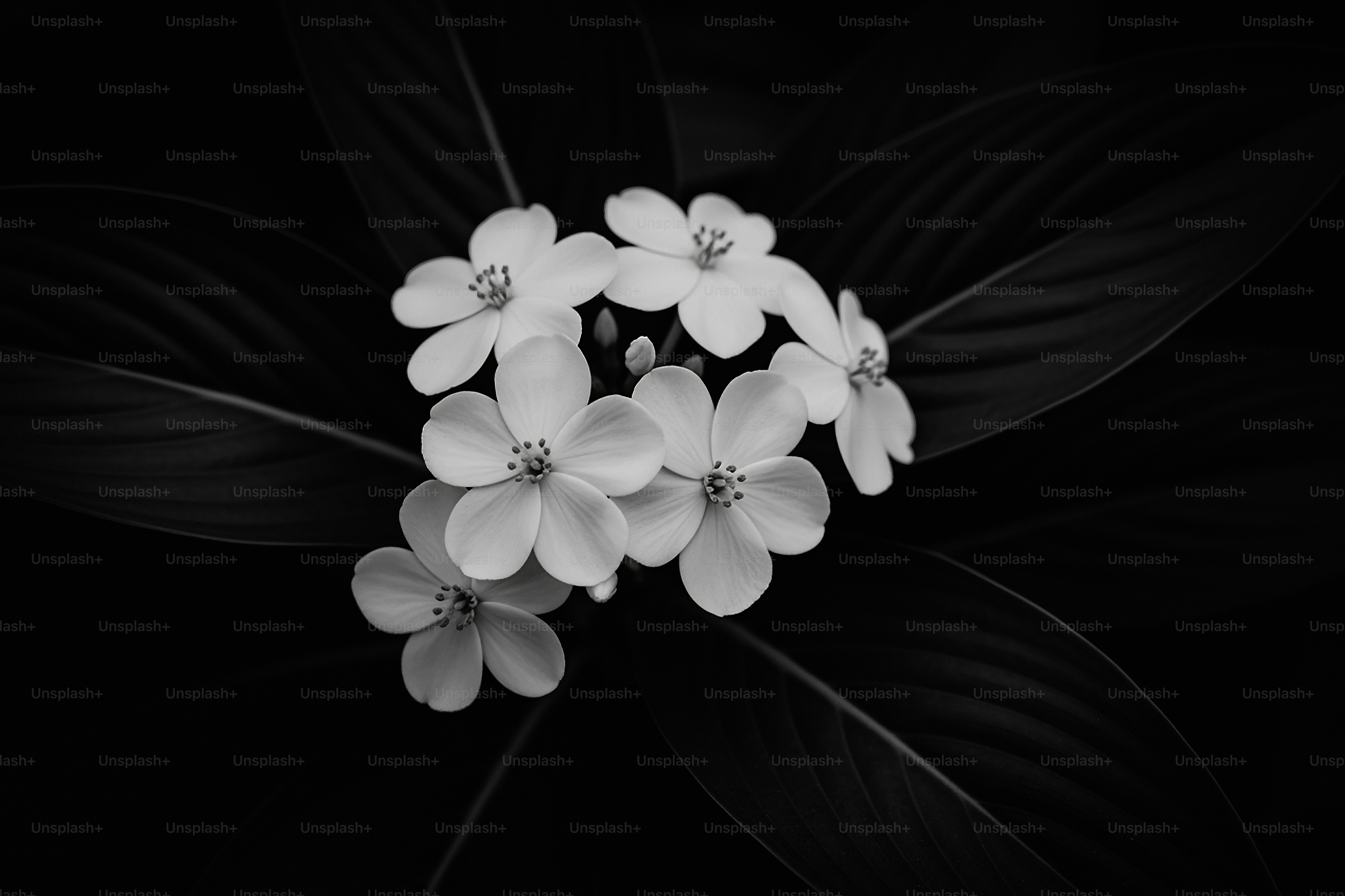 A cluster of white flowers with dark leaves.