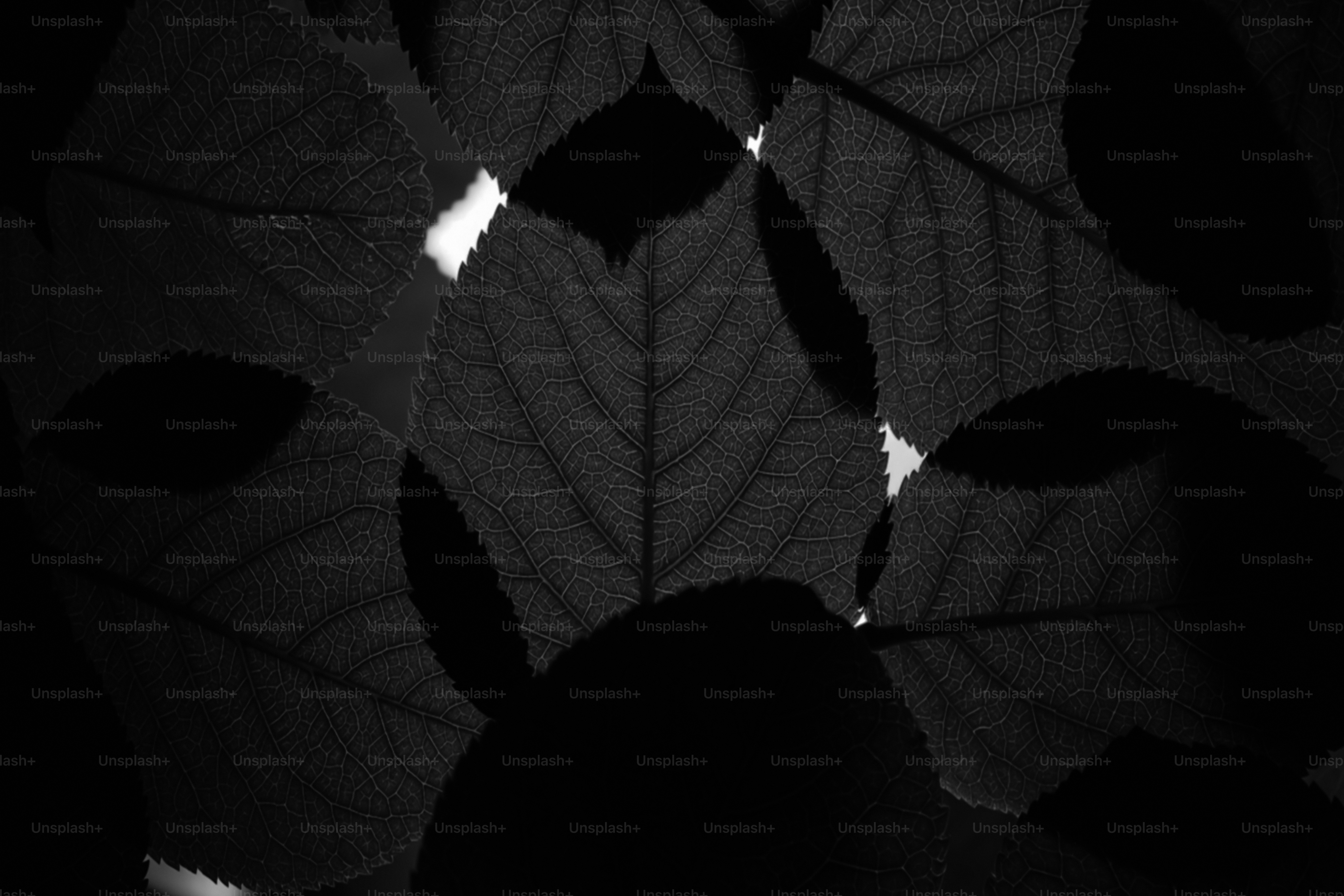 Close-up of overlapping dark leaves with light shining through