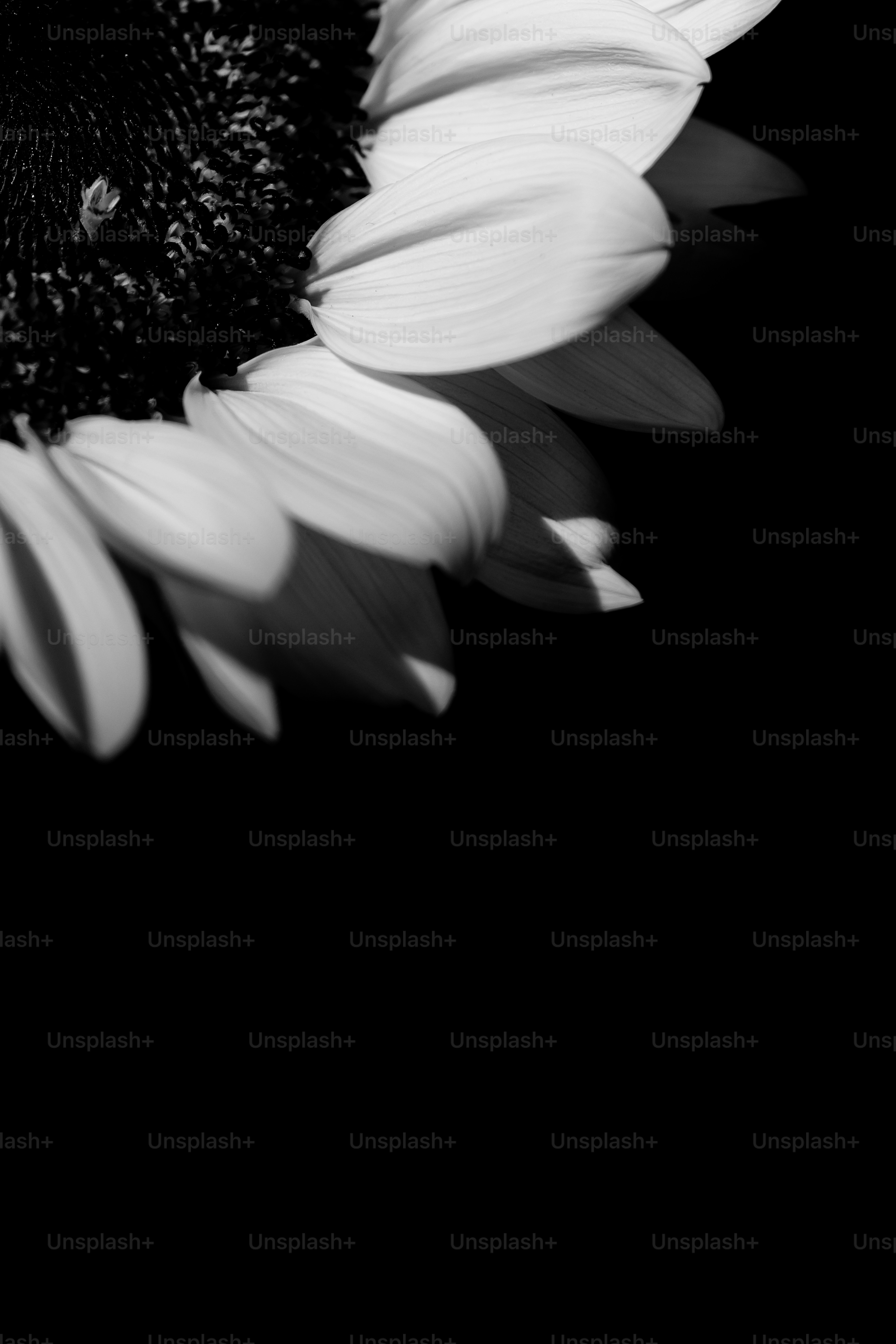 Close-up of a sunflower against a black background