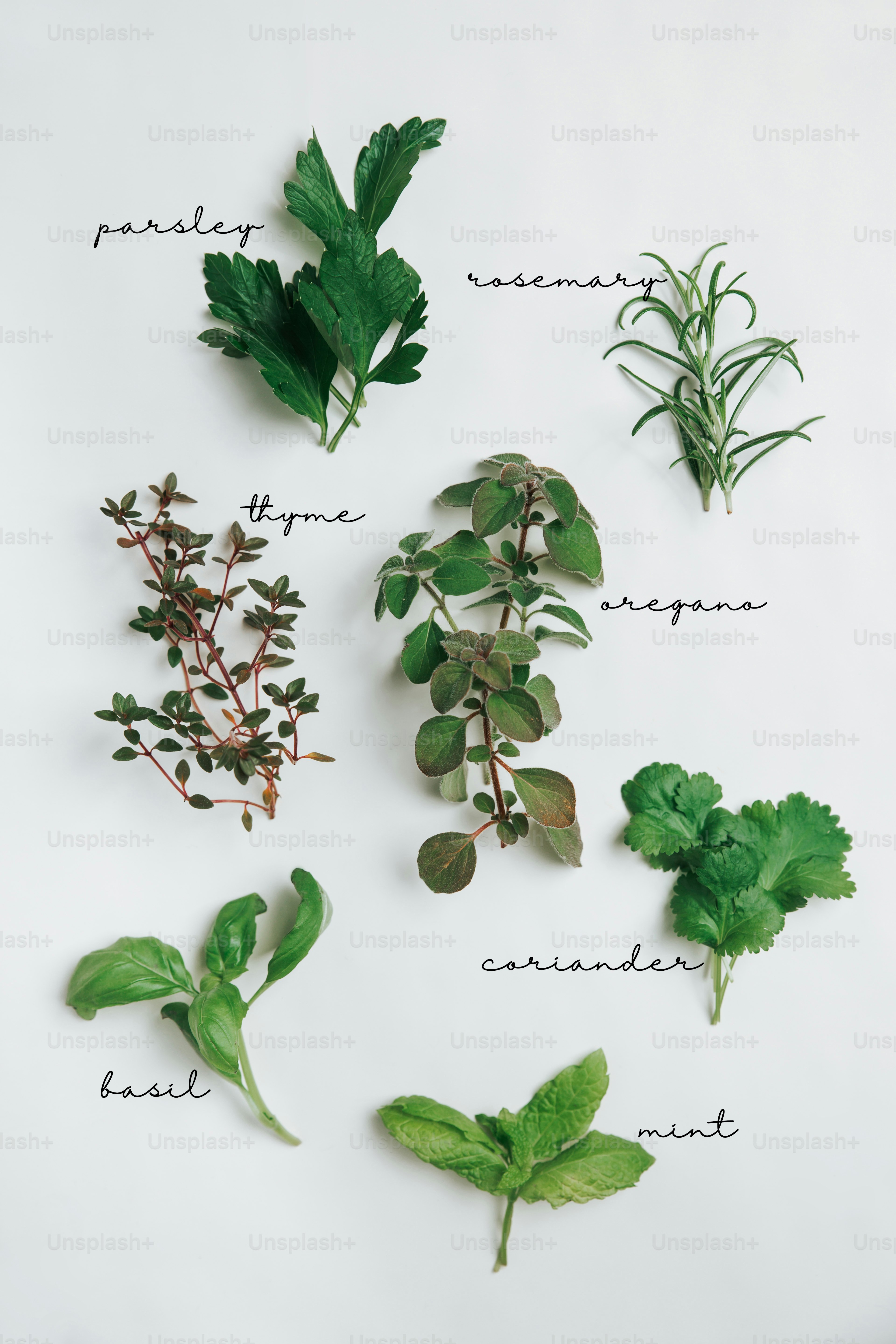 Assortment of fresh herbs with handwritten labels.