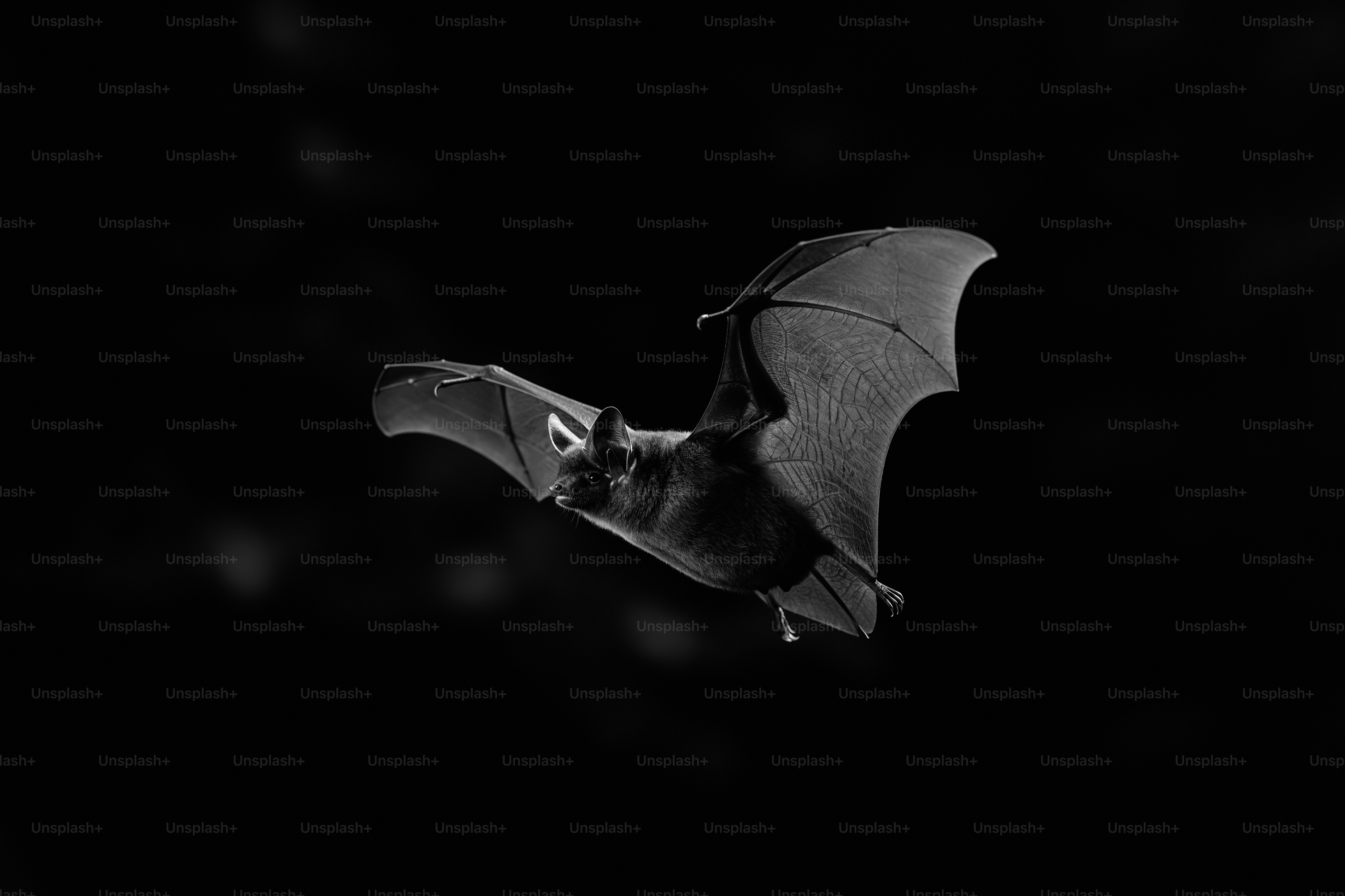 Un murciélago volando en el cielo oscuro de la noche foto – Imagen de ...