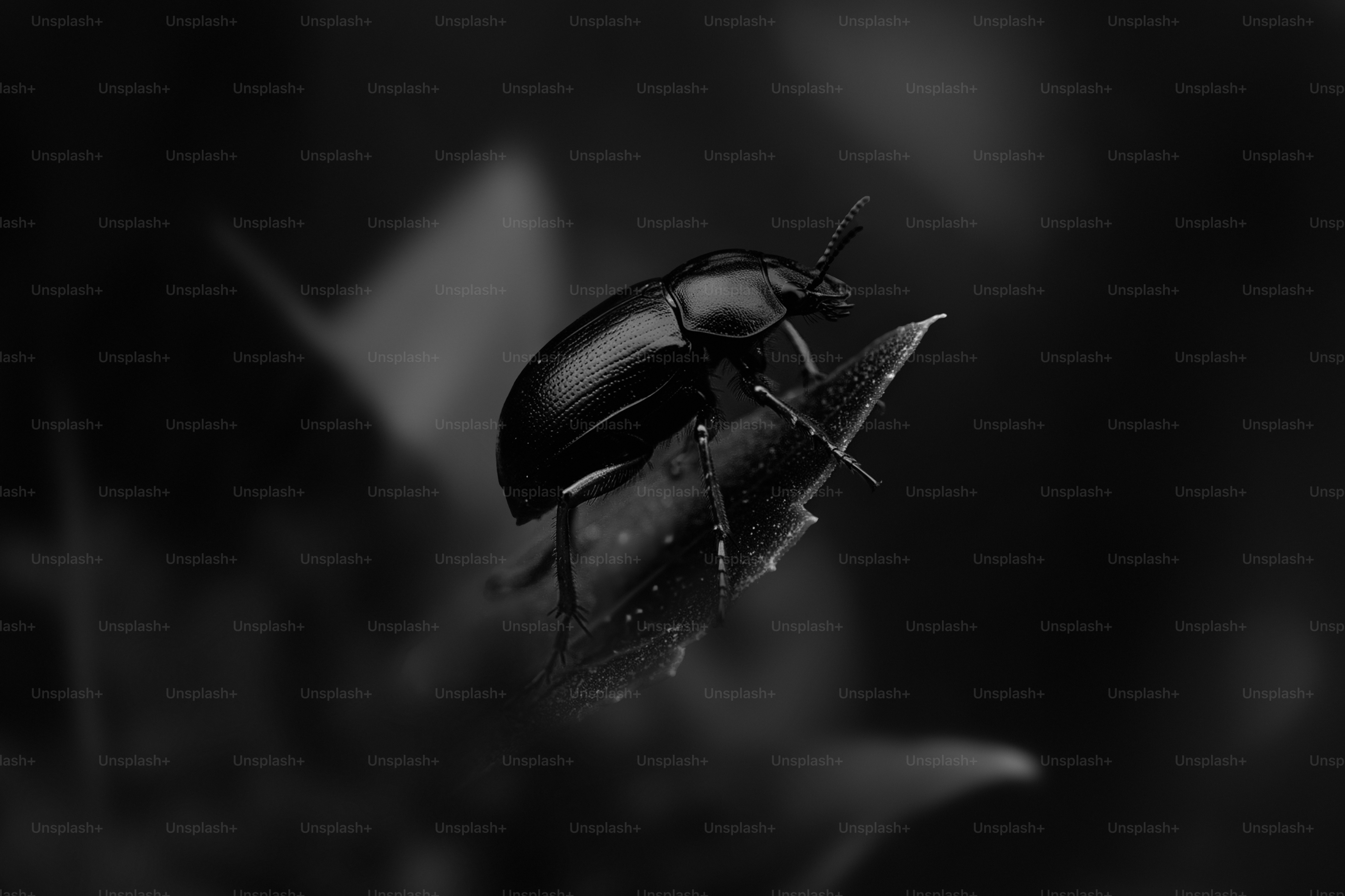 A black beetle rests on a leaf.