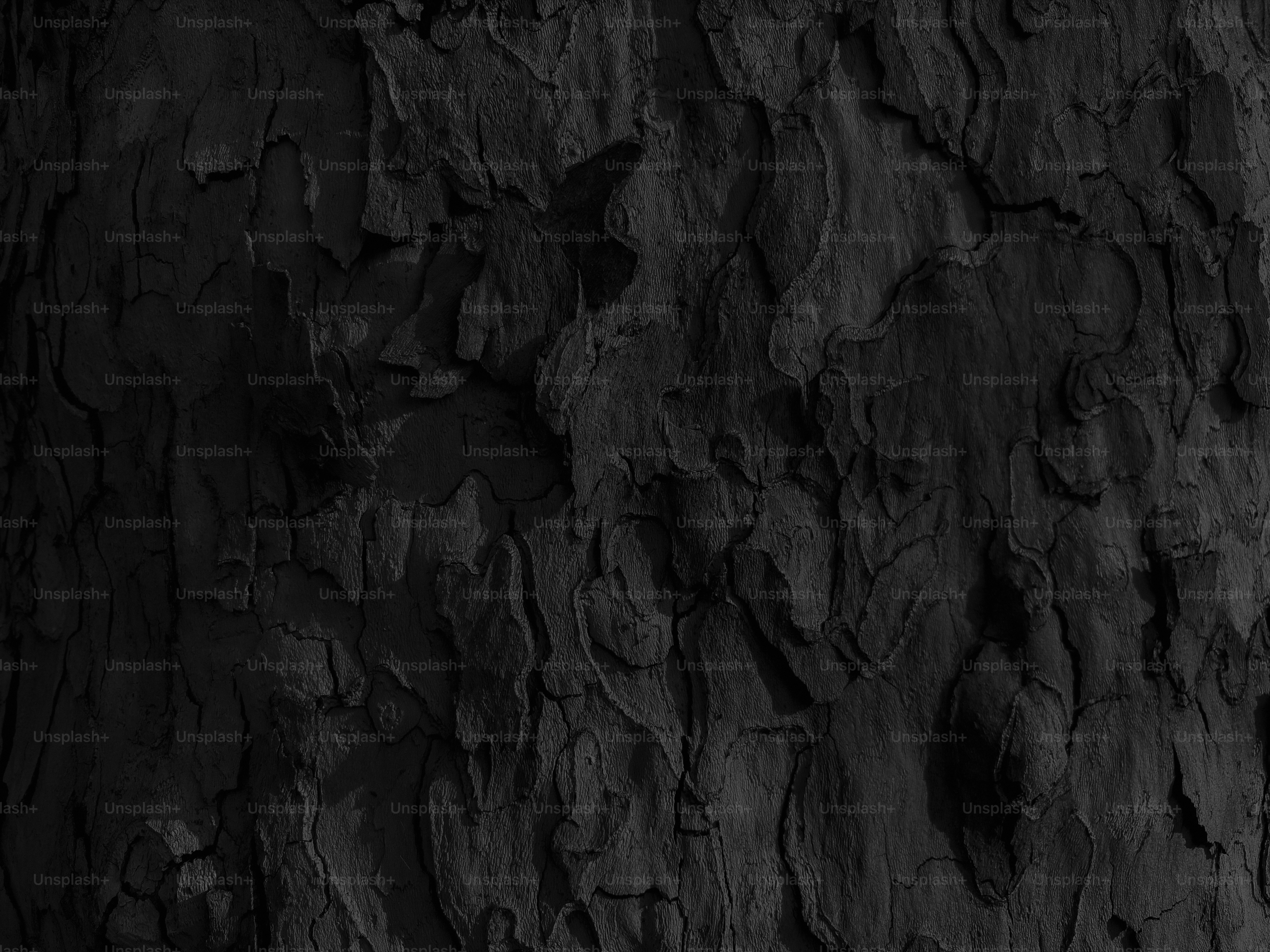 Close-up of textured dark tree bark