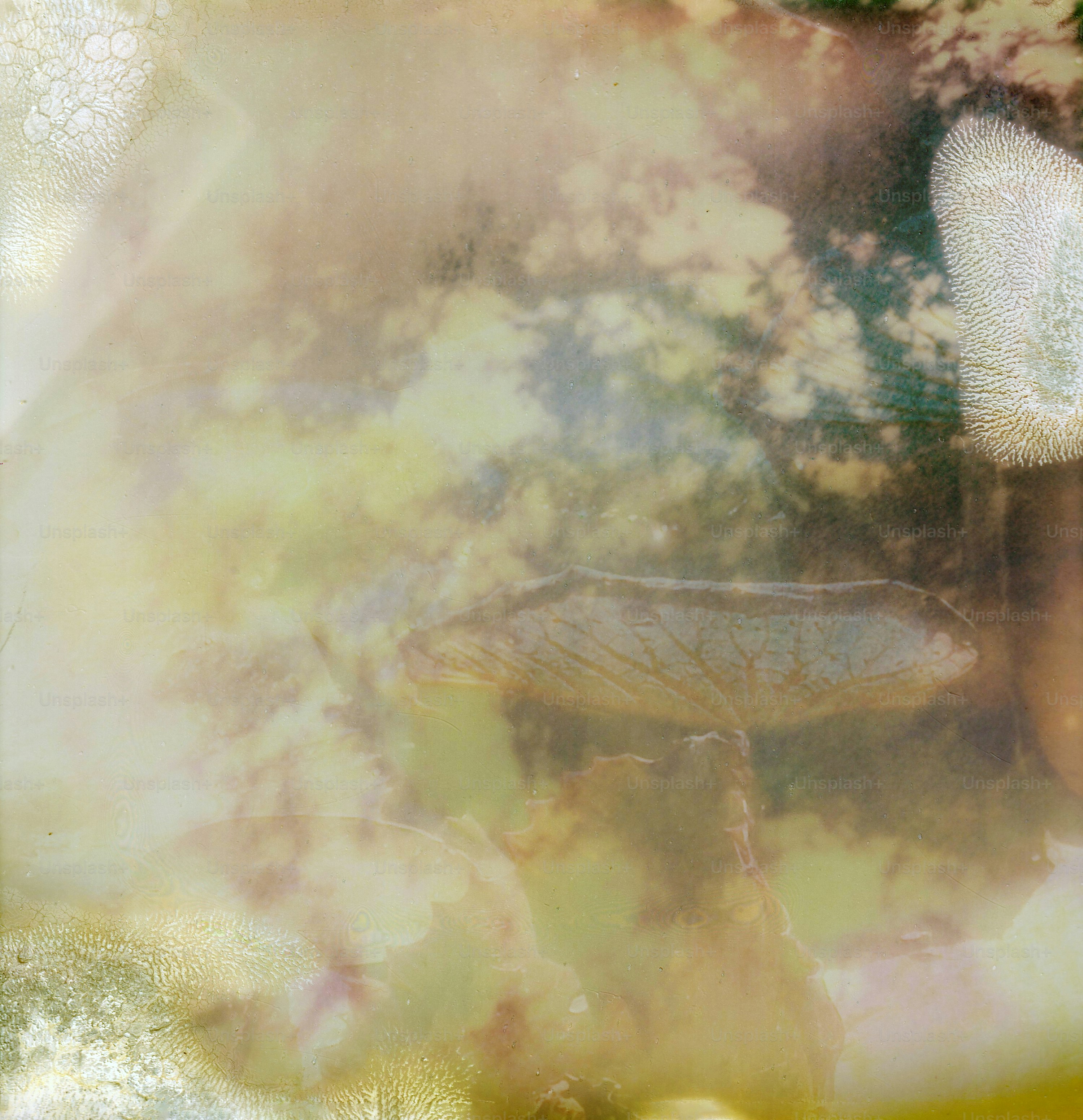 A dragonfly rests on a leaf in soft light.