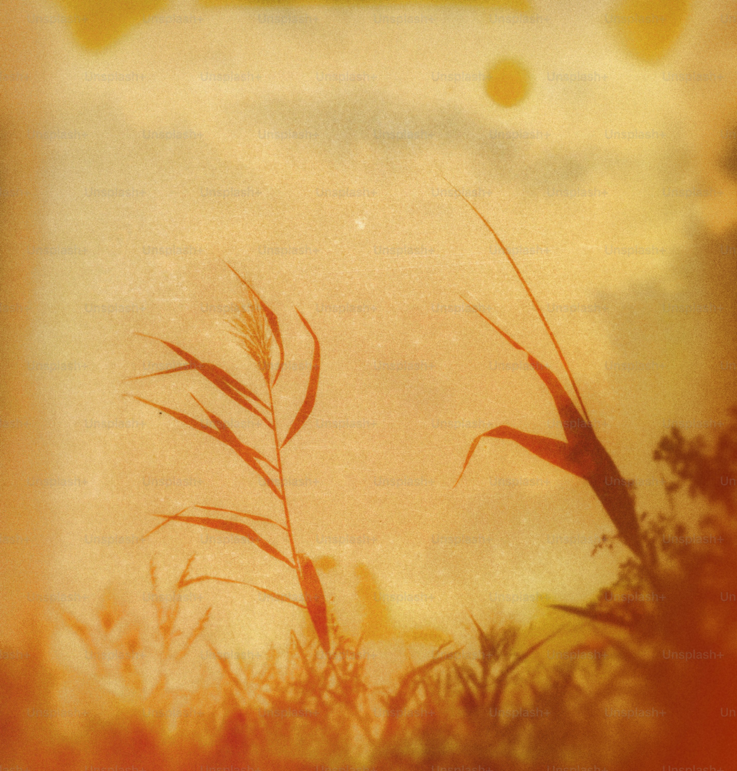 Tall grass silhouetted against a hazy, warm sky.