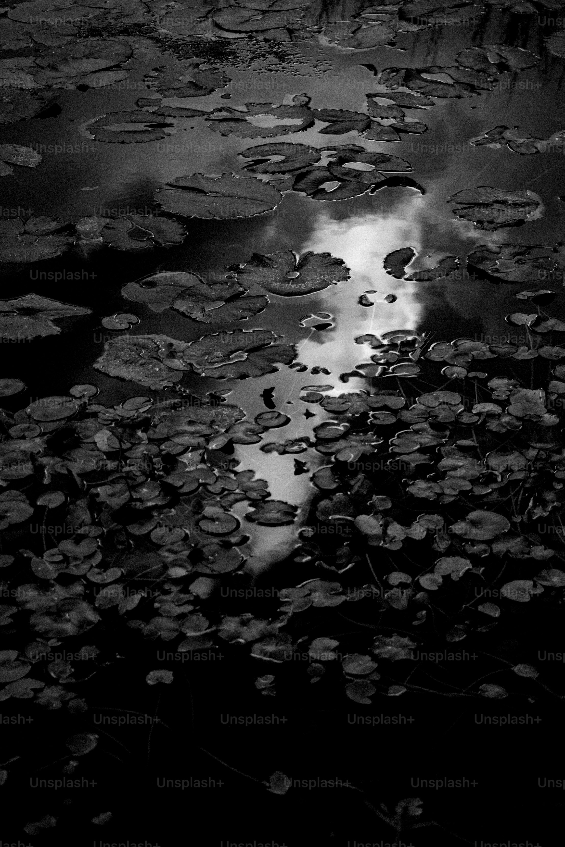 La luz de la luna reflejándose en un estanque con nenúfares.