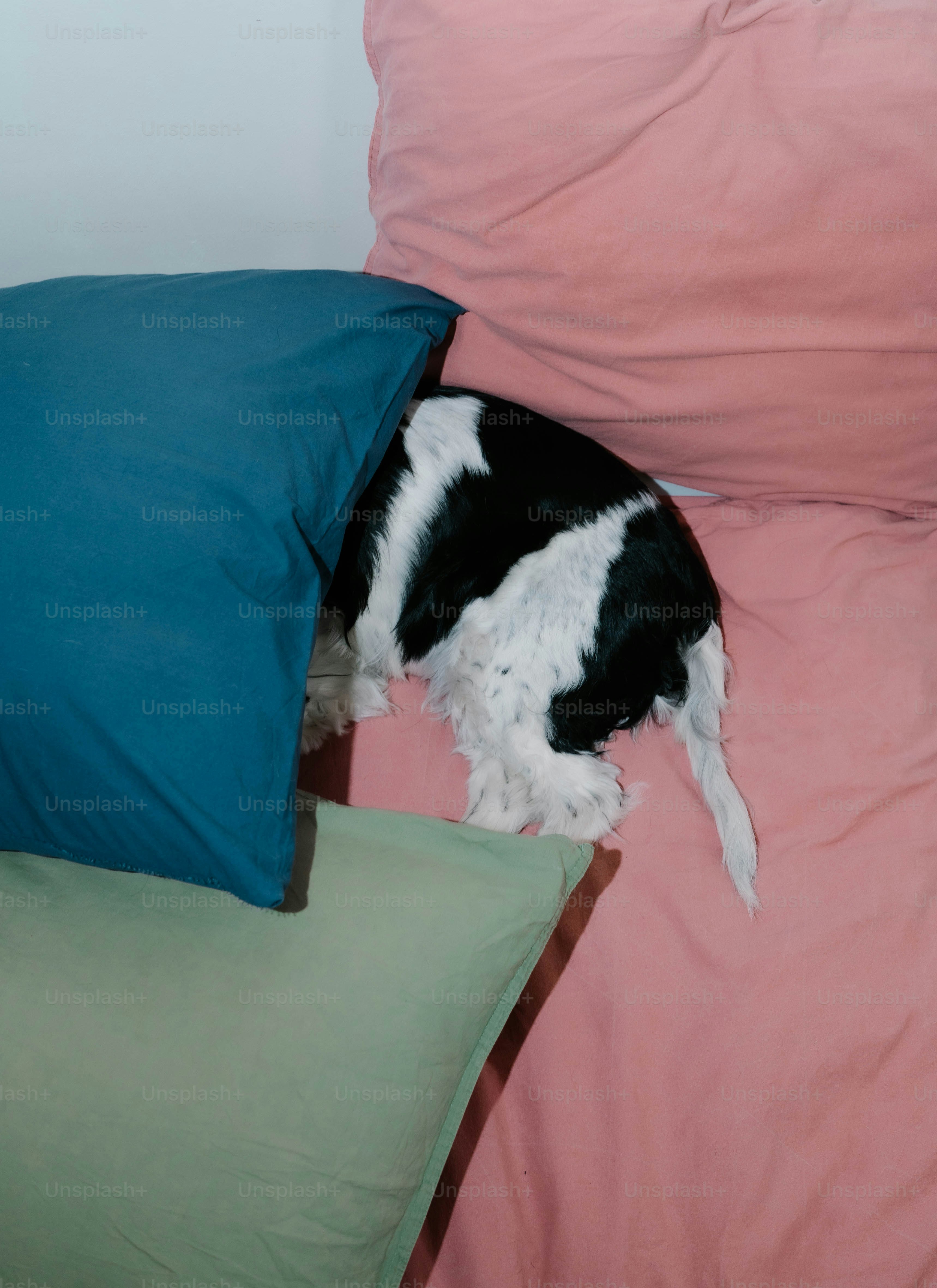 Black and white dog hiding under pillows on bed