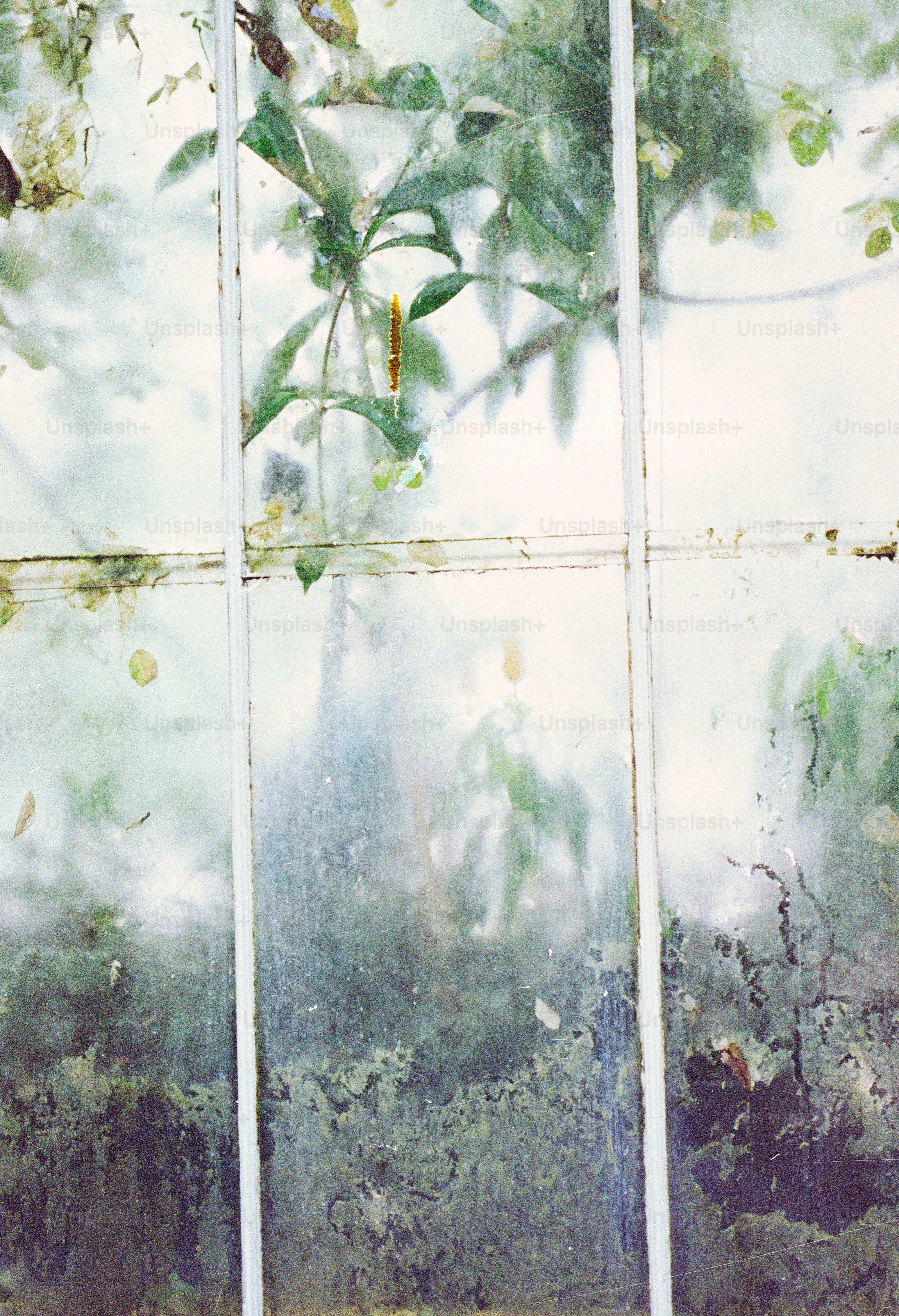Green leaves and branches seen through a dirty window.