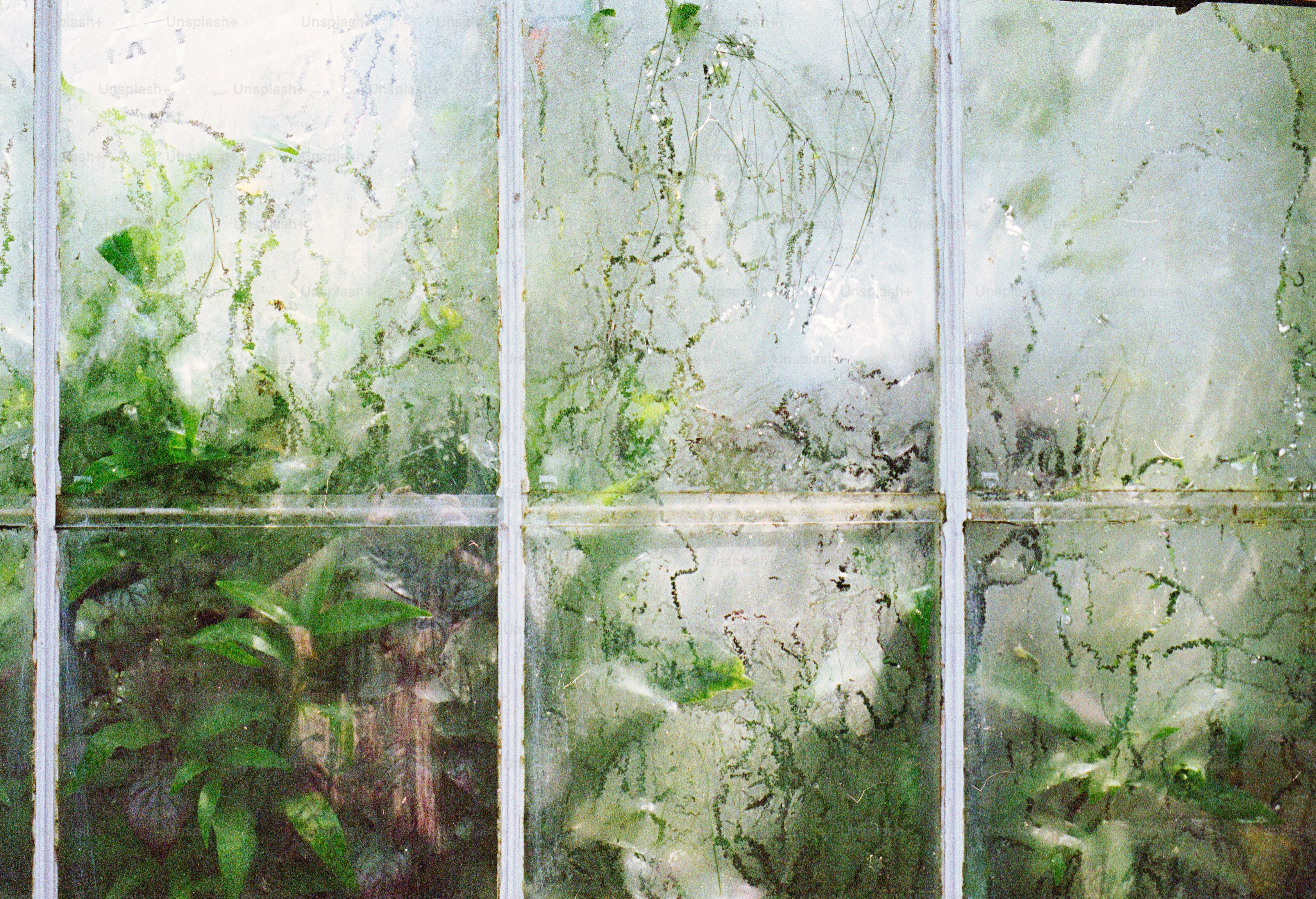 Greenery seen through a condensation-covered window.