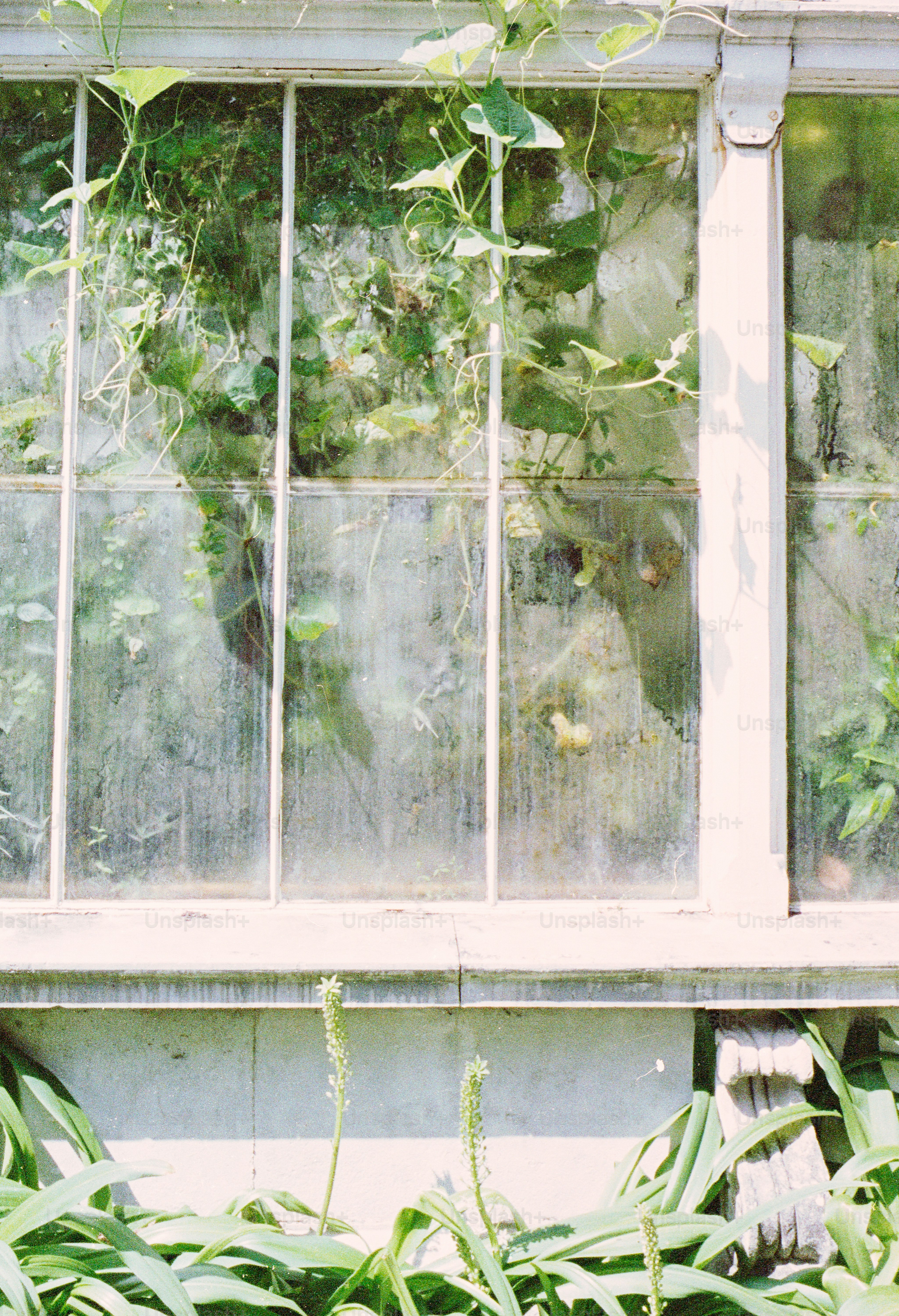 Green vines and plants grow inside a greenhouse.