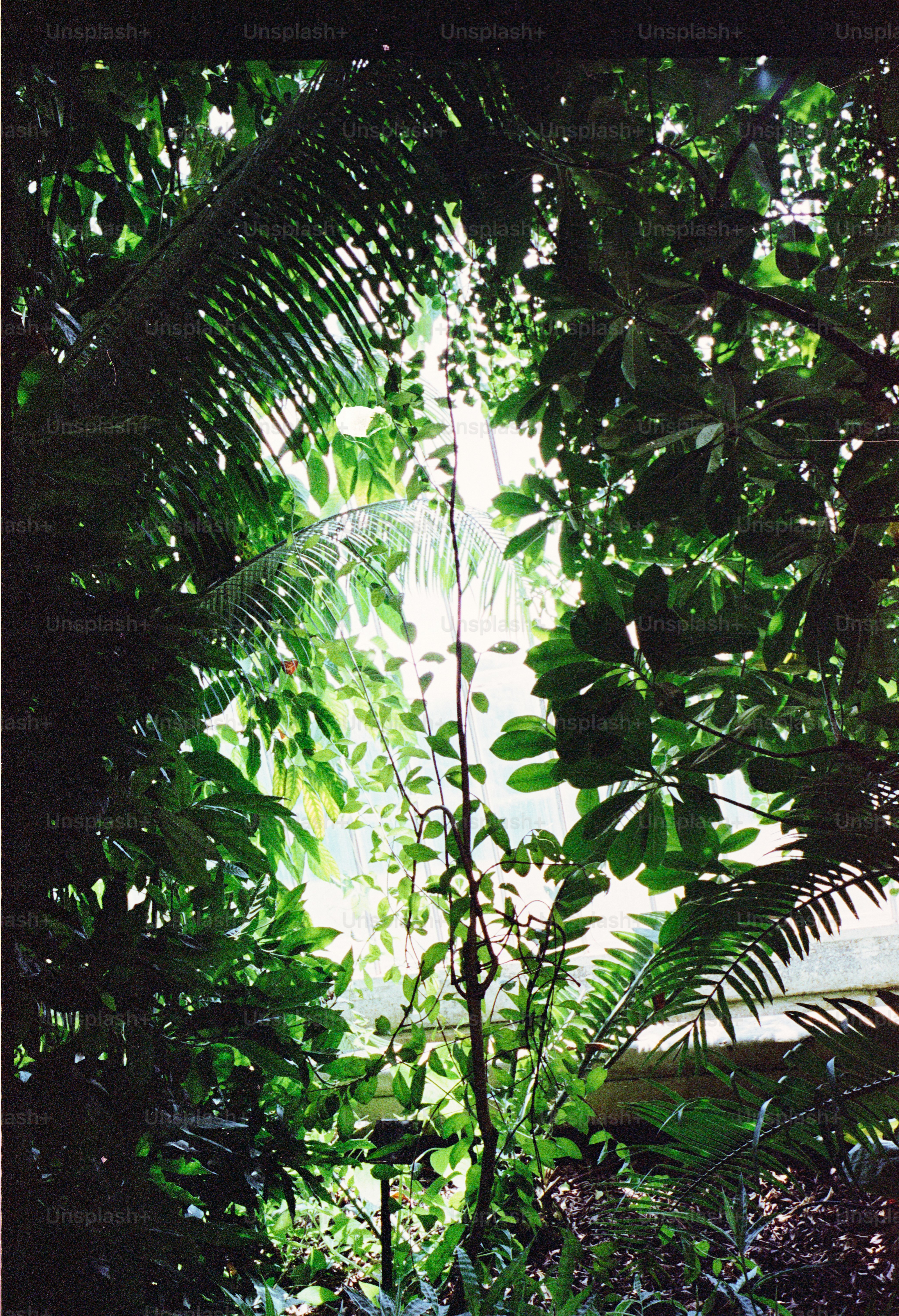 Lush green tropical foliage viewed from below.