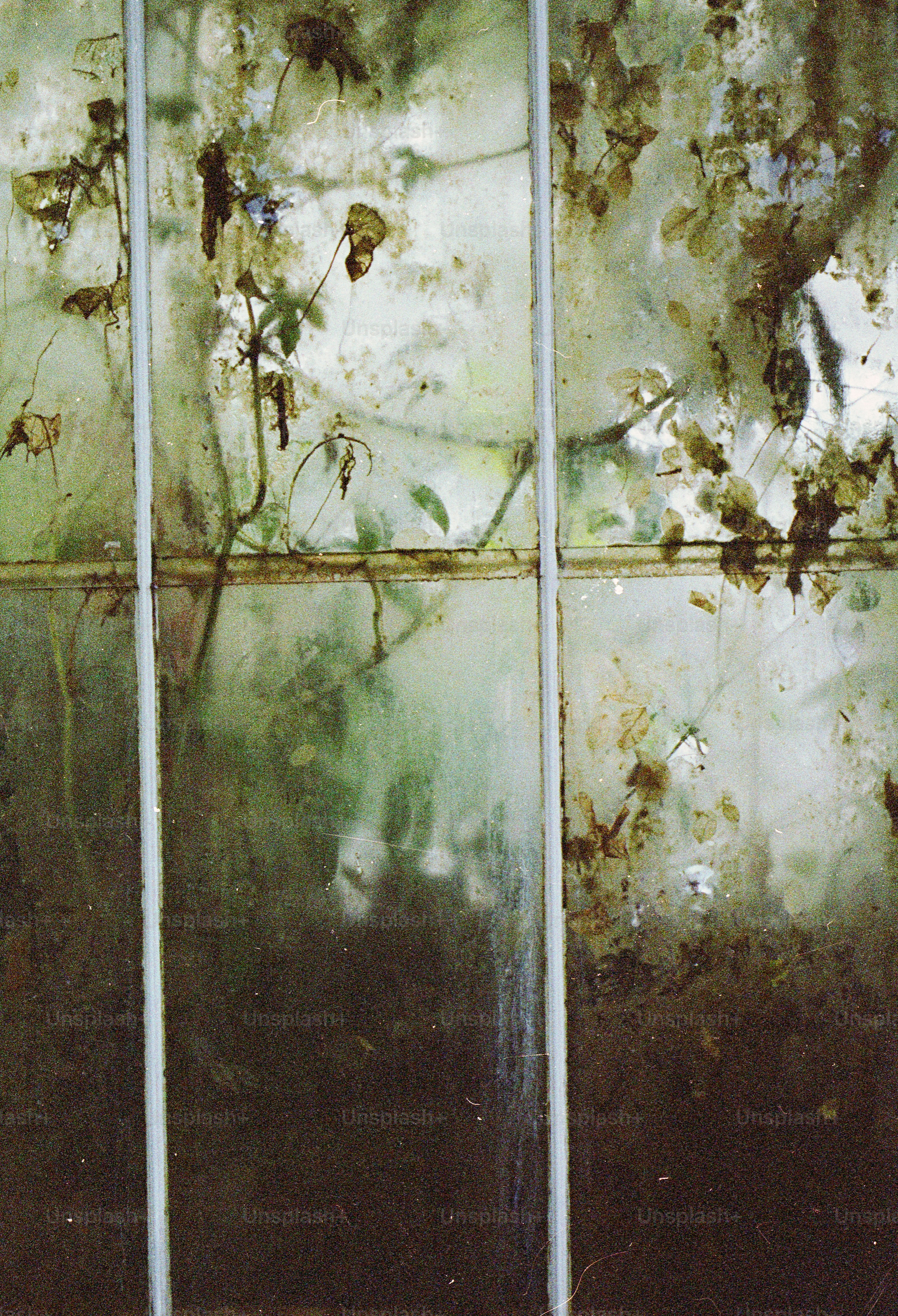Dirty greenhouse glass with plants visible