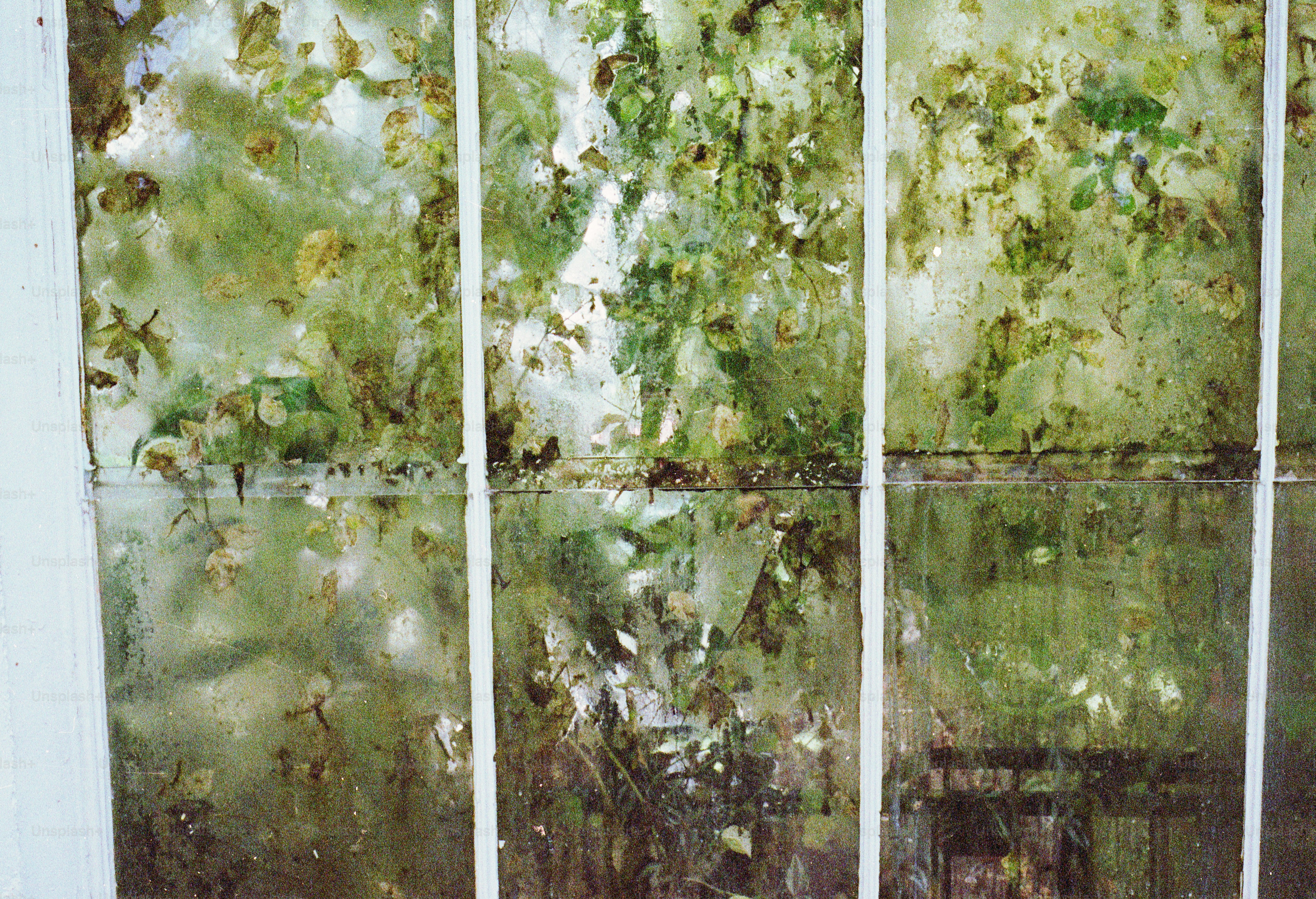 Dirty window with green leaves and reflections