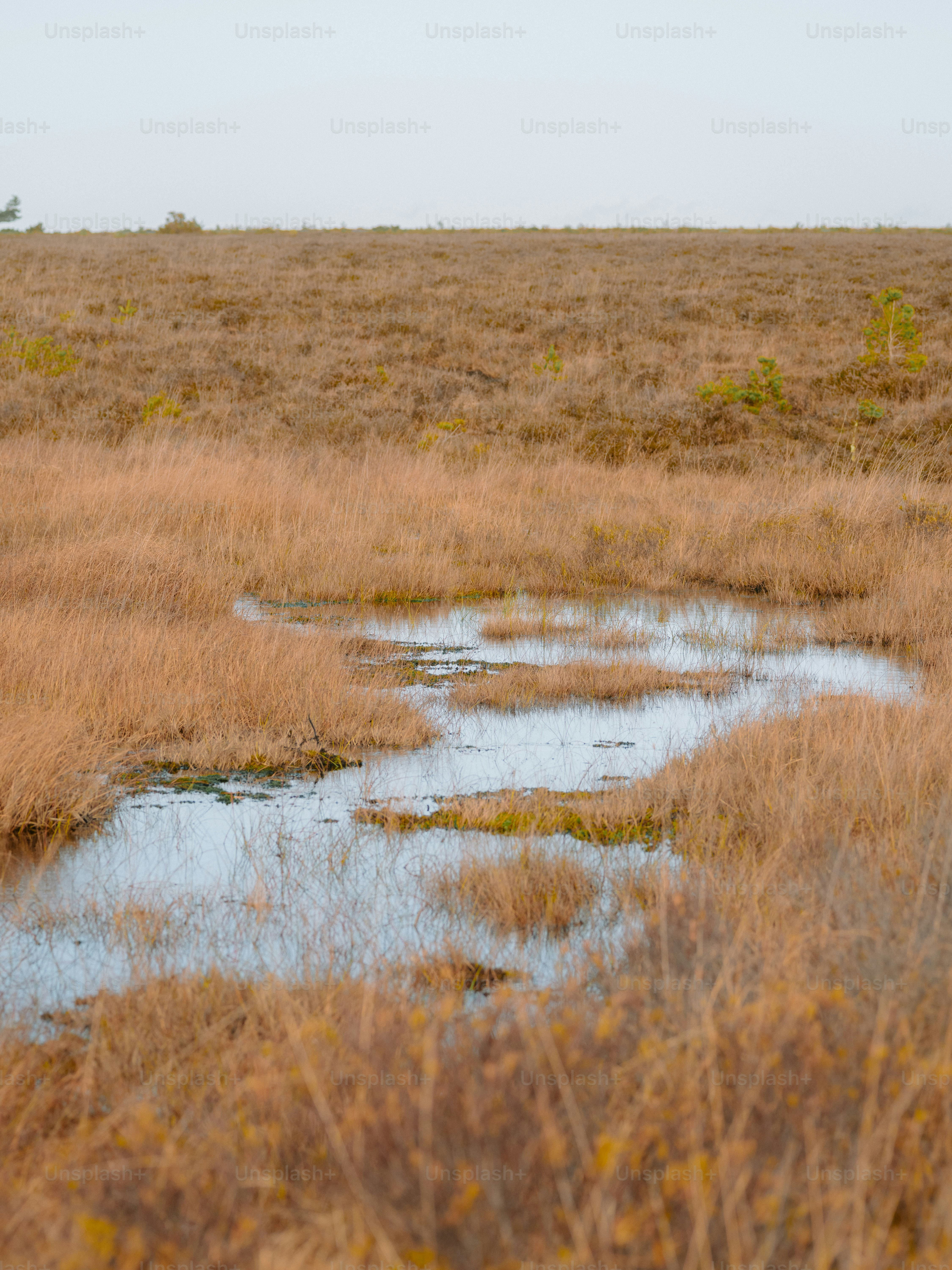 Eine sumpfige Landschaft mit trockenem Gras und flachem Wasser