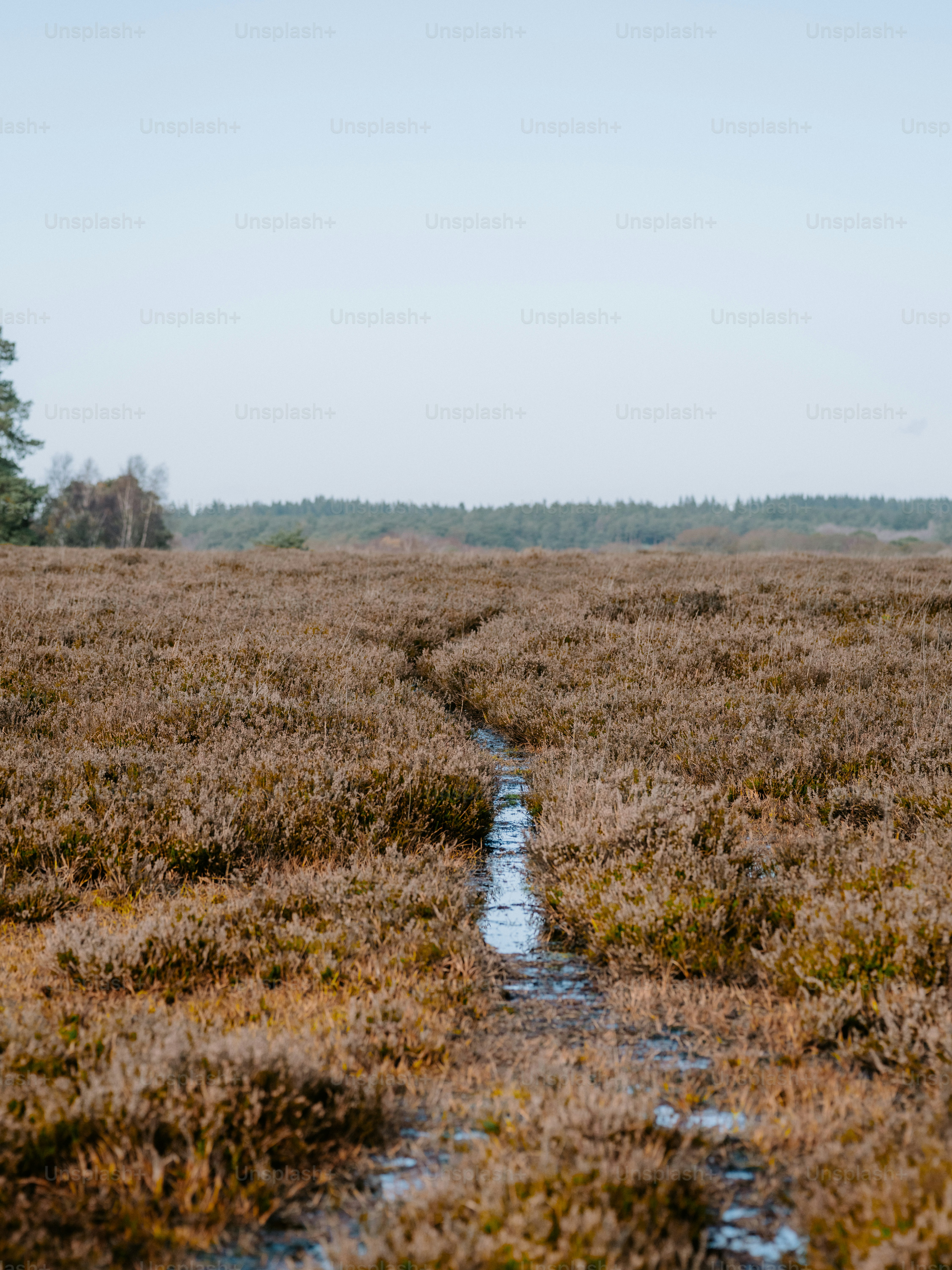 A narrow stream winds through a field of brown heather. photo – Autumn ...
