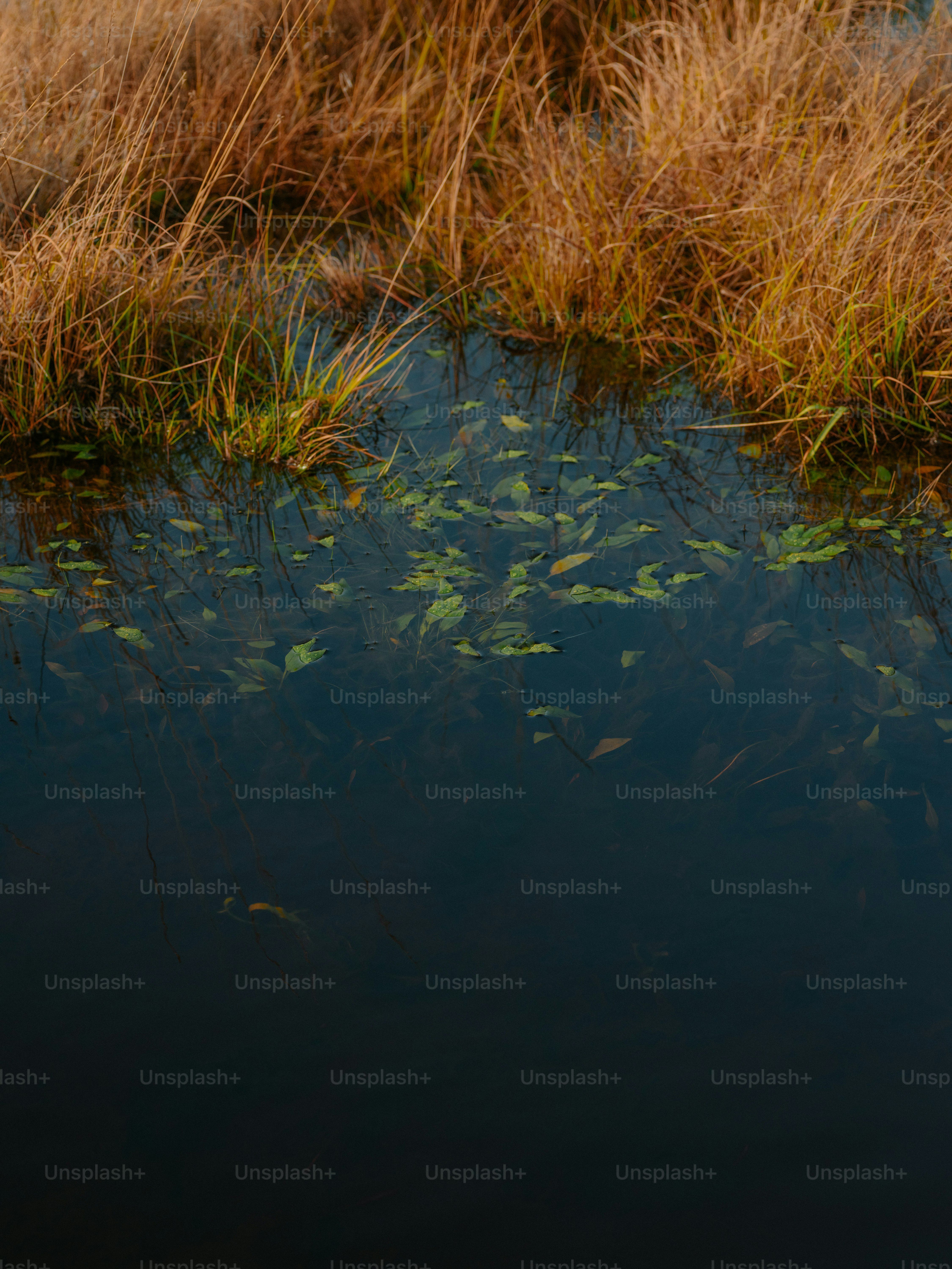 Dry reeds border a dark, still body of water. photo – Autumn Image on ...