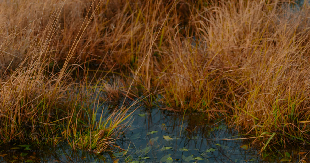 Water Reeds Dark Dry reeds border a dark, still body of water. photo – Autumn Image on ...