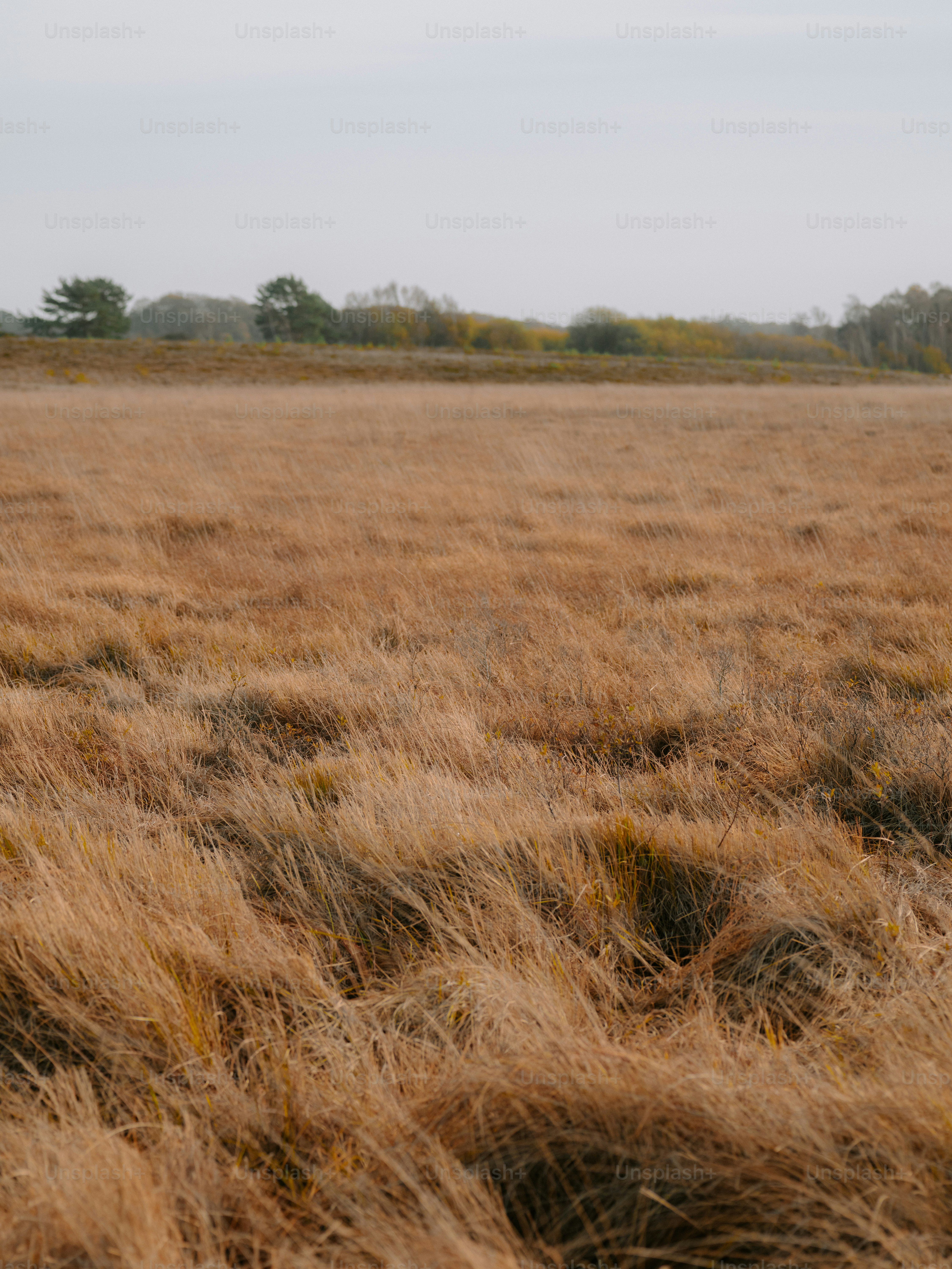 Dry grass field with distant trees under a hazy sky
