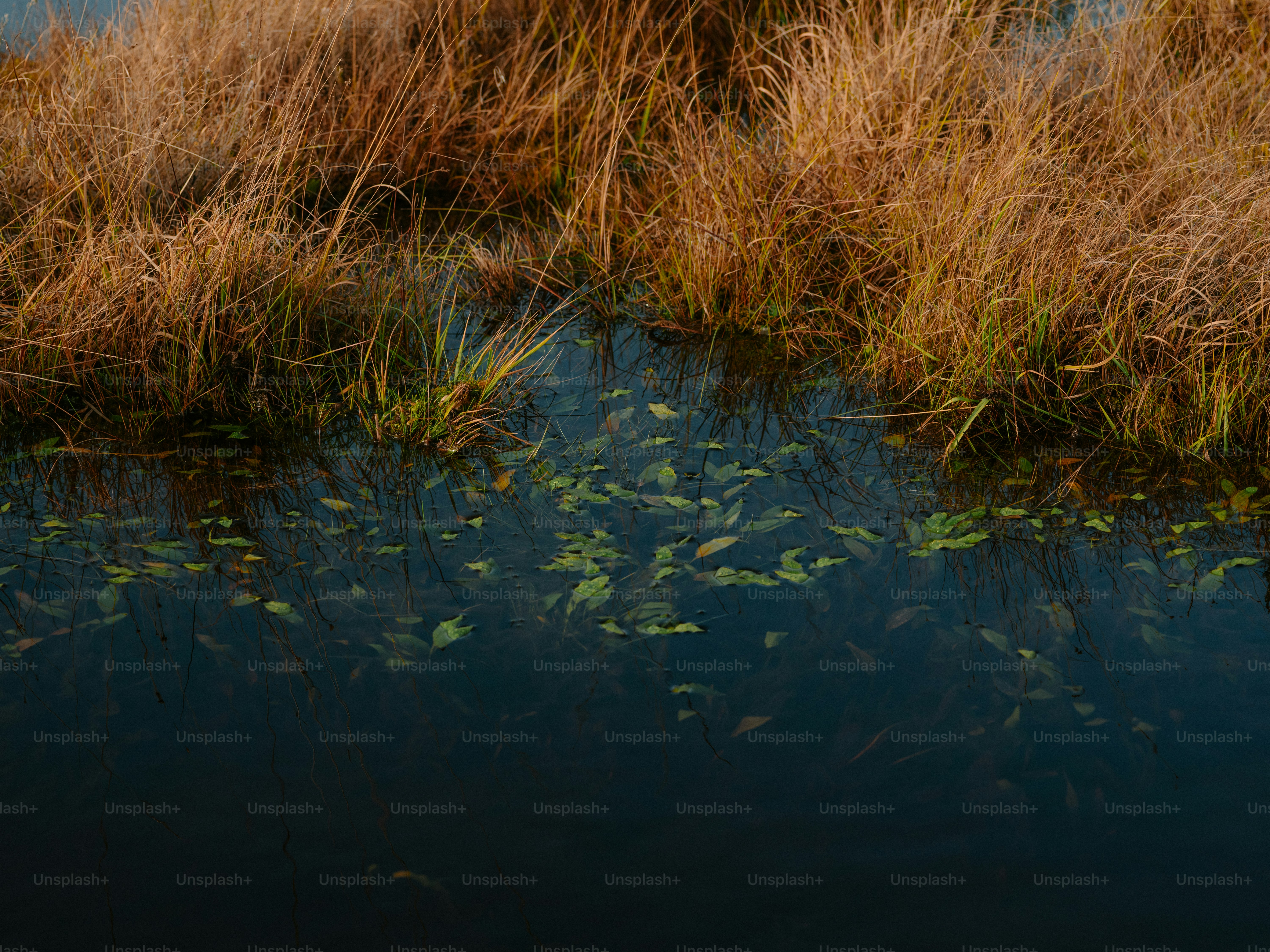 Tall dry grass bordering dark water with green plants