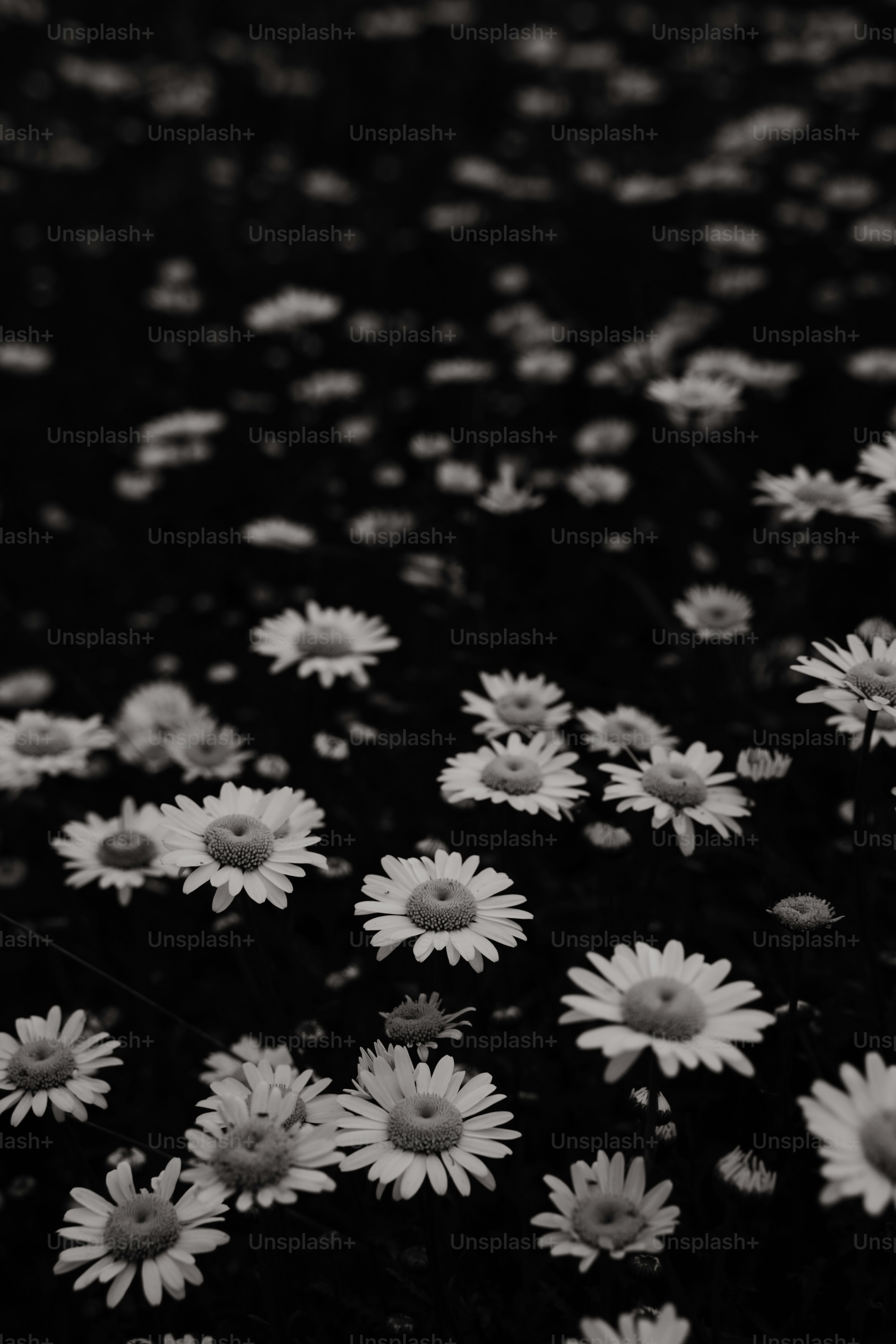 A field of daisies against a dark background photo – Wallpaper Image on ...