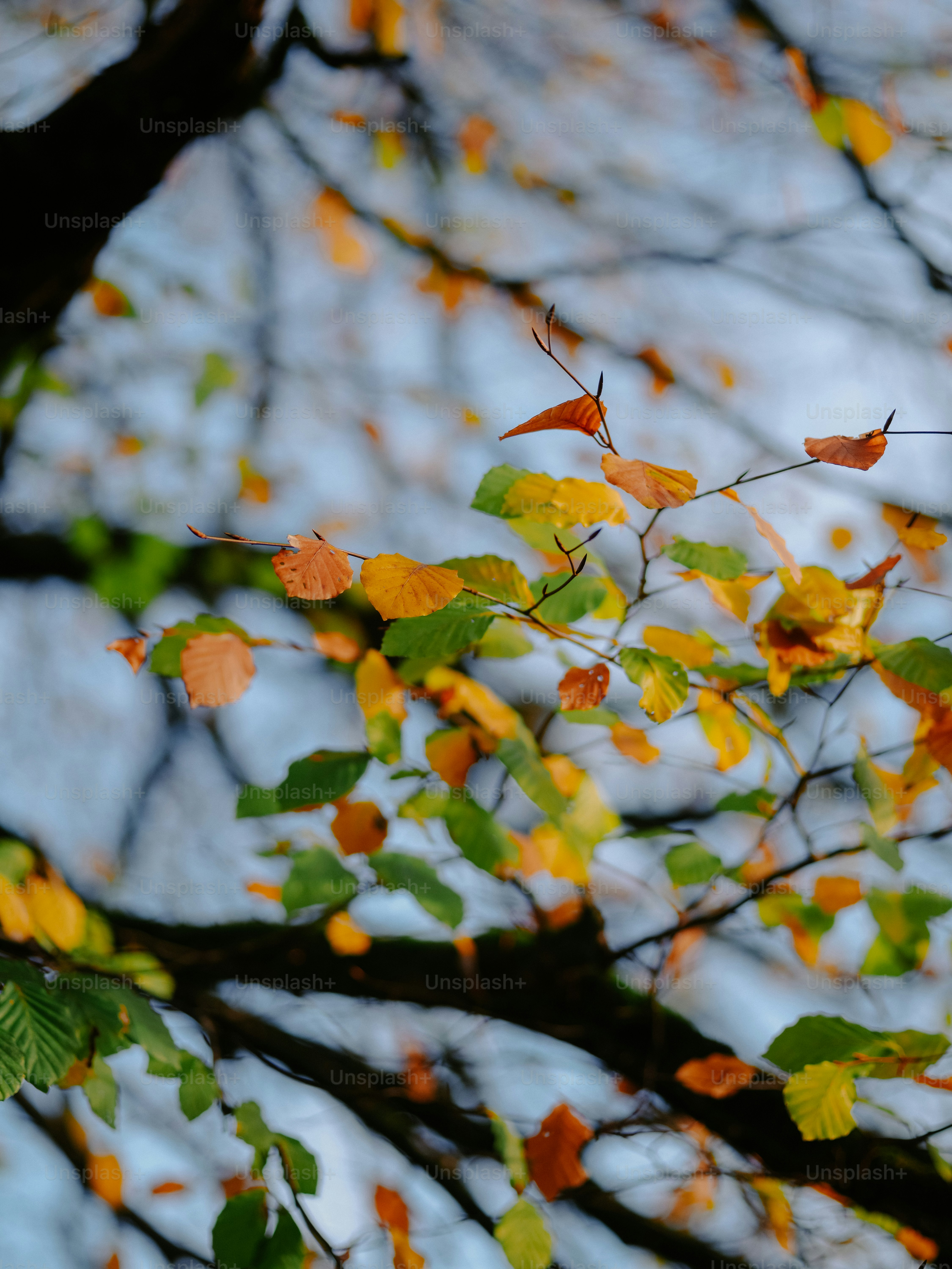 Autumn leaves changing colors on tree branches photo – Image on Unsplash