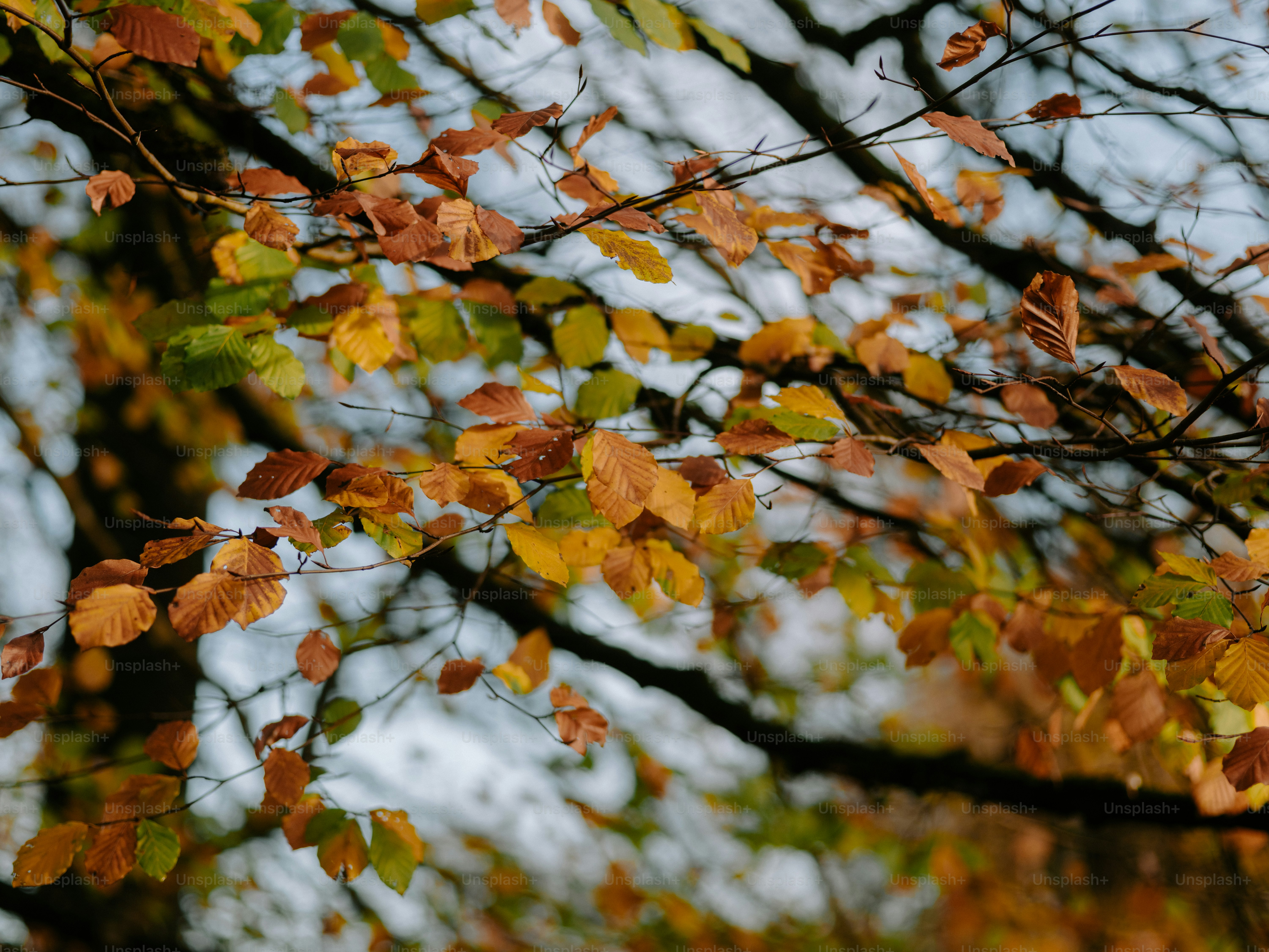 曇り空を背景に木の枝に落ちる秋の葉。の写真 – Unsplashの秋の画像, image size:3000x2250