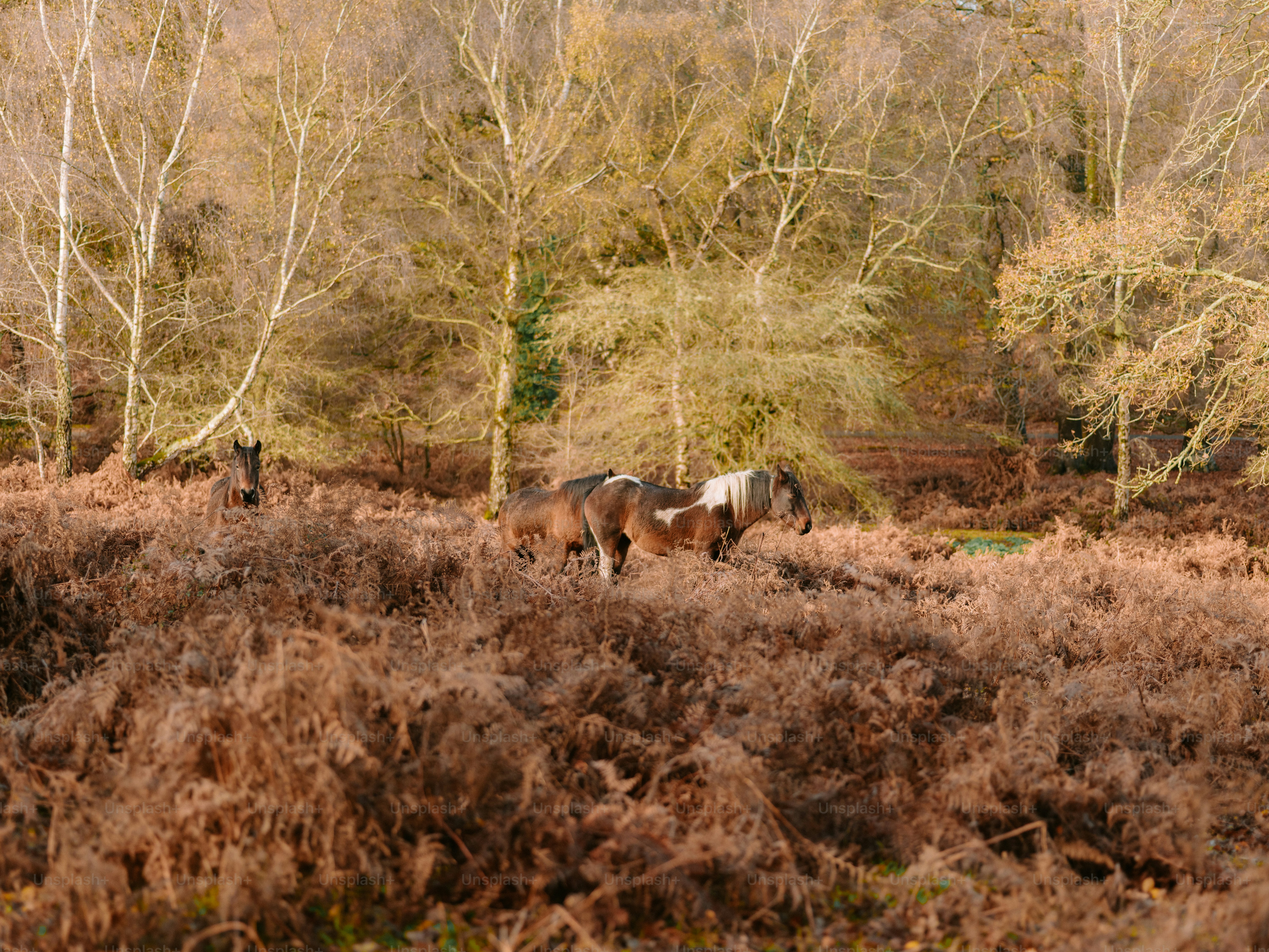 Horses grazing in a dry, wooded landscape