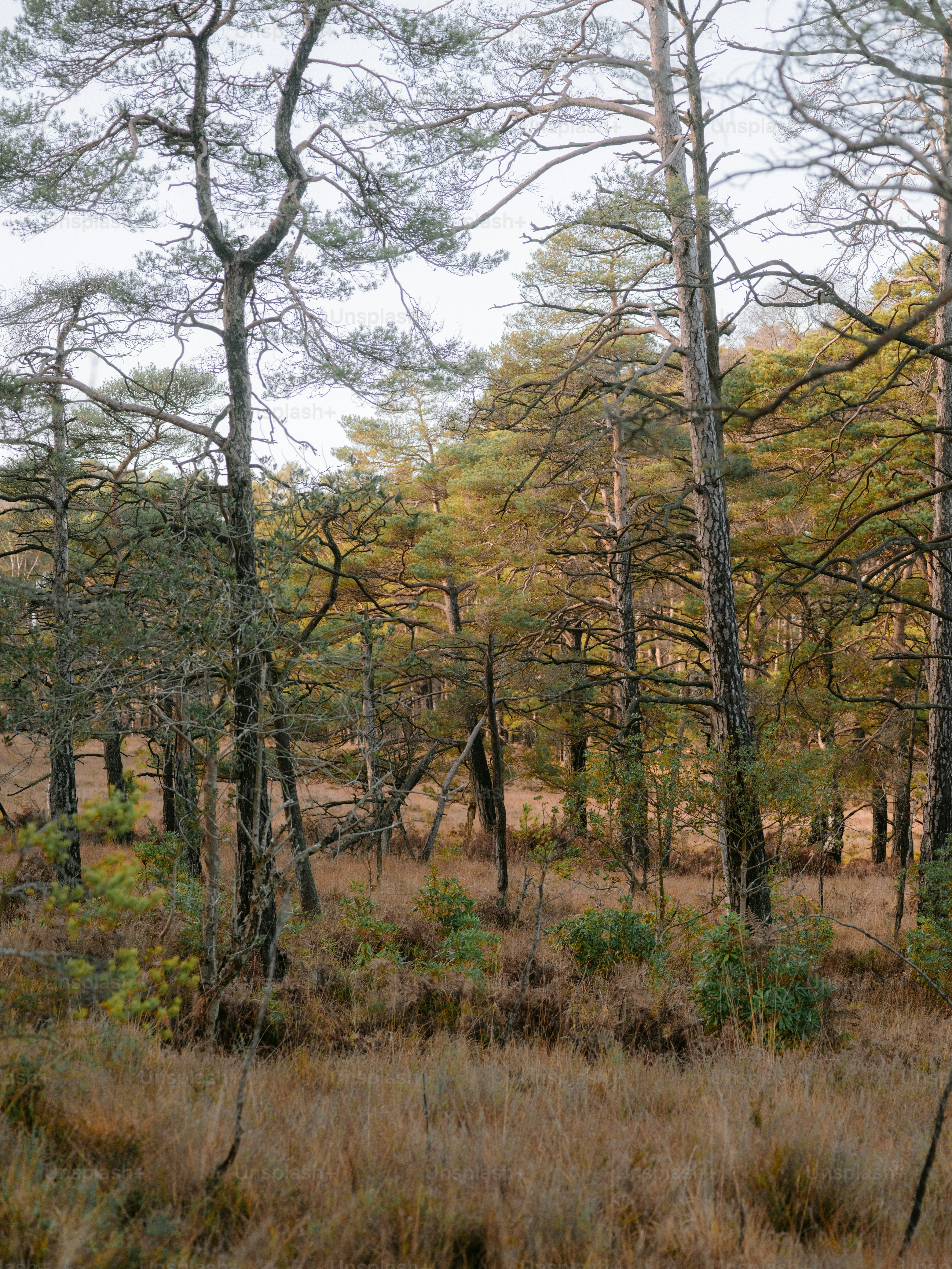 Tall pine trees in a marshy forest landscape. photo – Autumn Image on ...