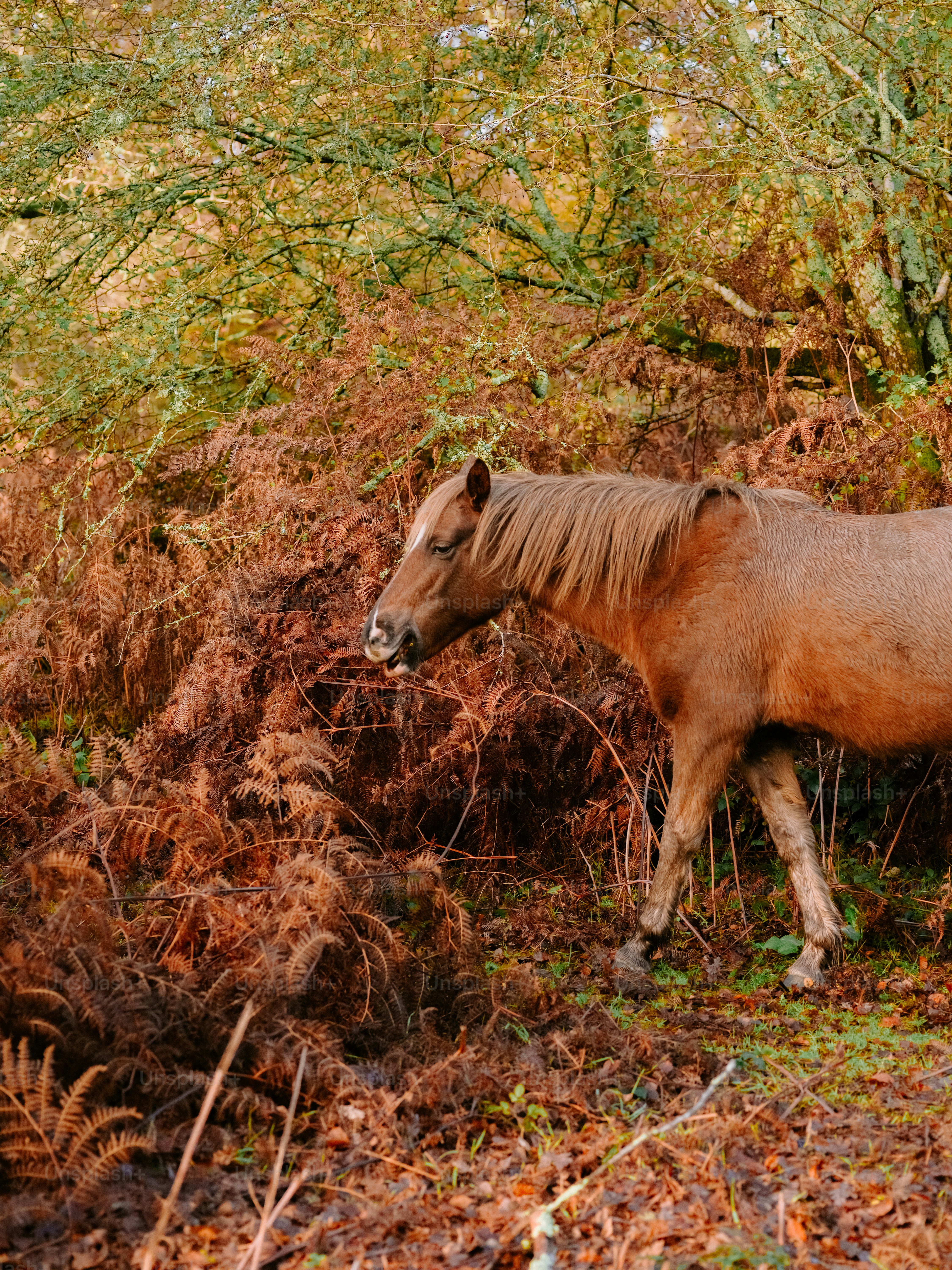 Brown horse walks through dry ferns and trees